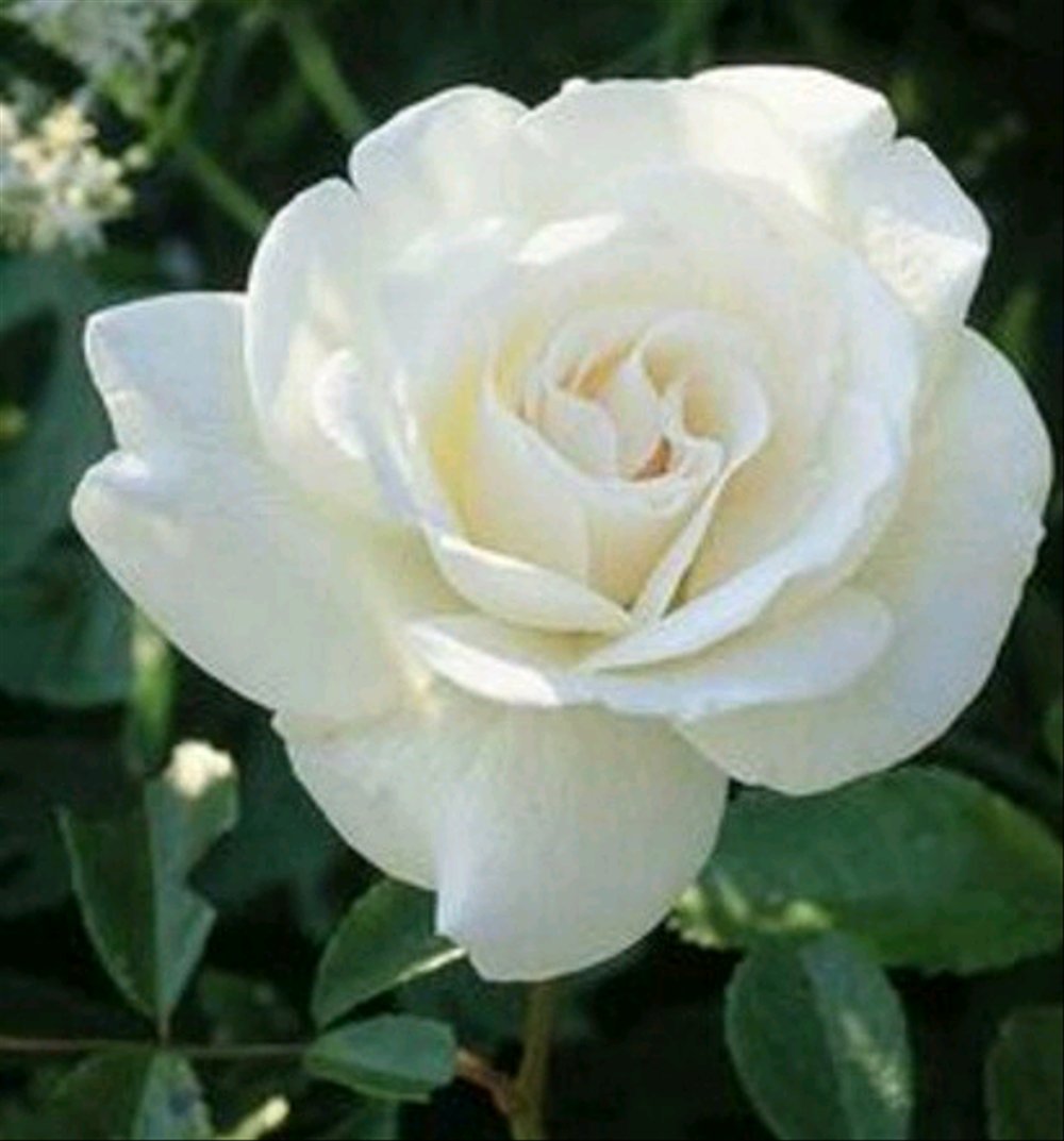 White Beautiful Rose Flowers - HD Wallpaper 