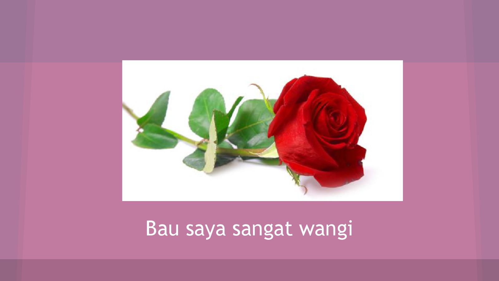 Beautiful Rose White Background - HD Wallpaper 