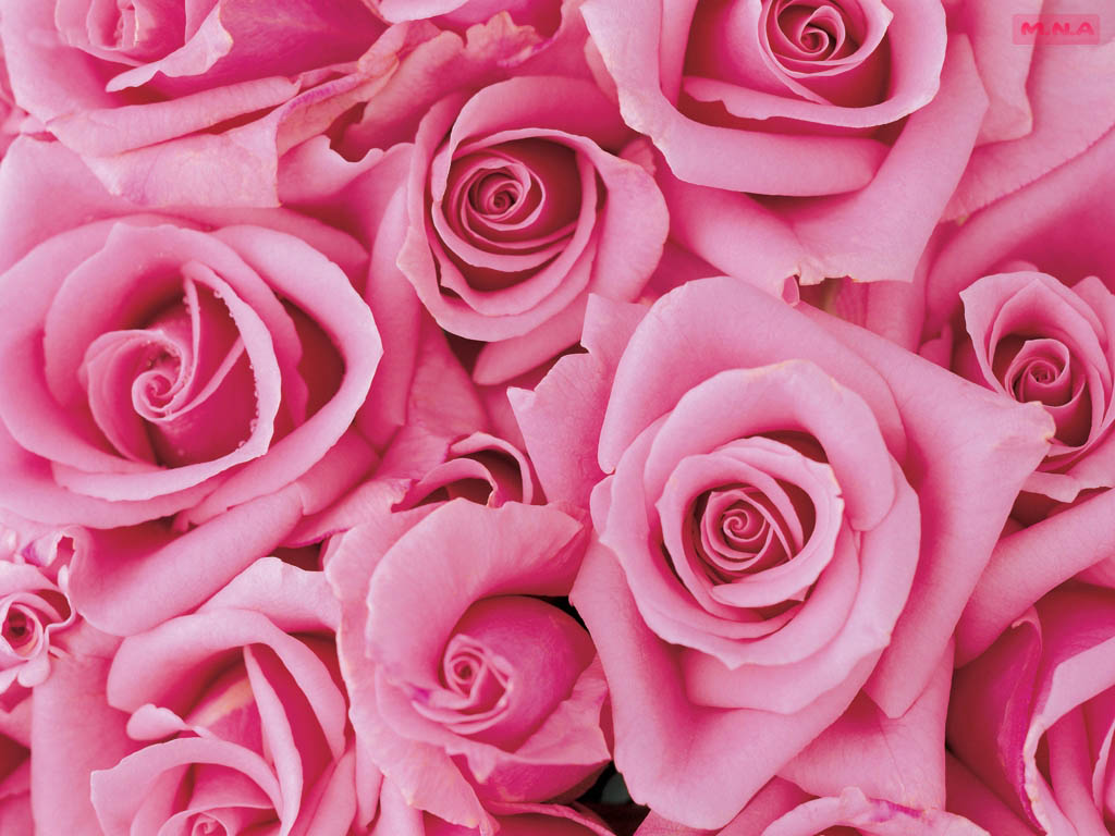 You Searched For Pink Flowers - Pretty Pink Flower Background - HD Wallpaper 