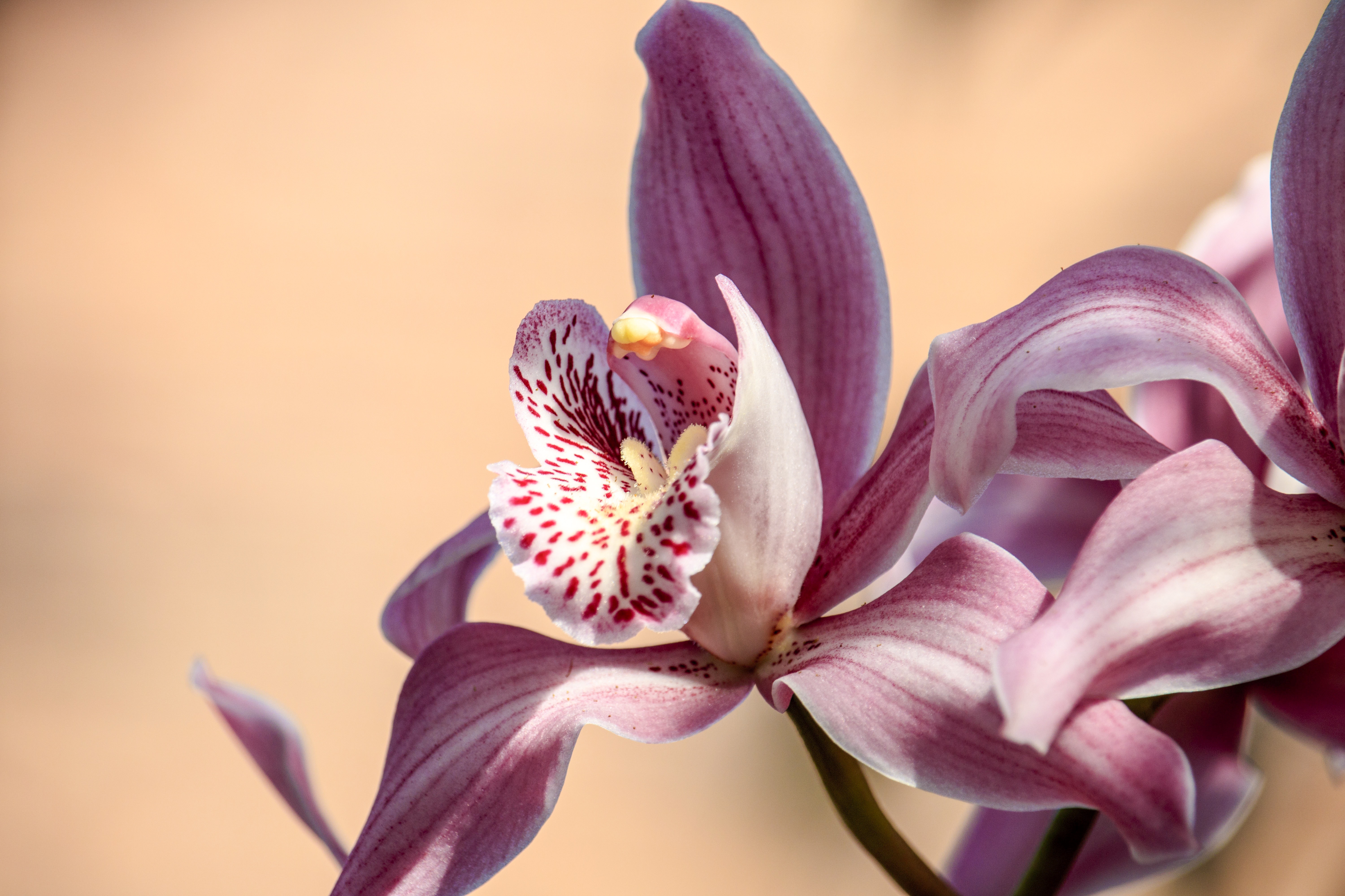 Unique Beautiful Orchid Flower - HD Wallpaper 