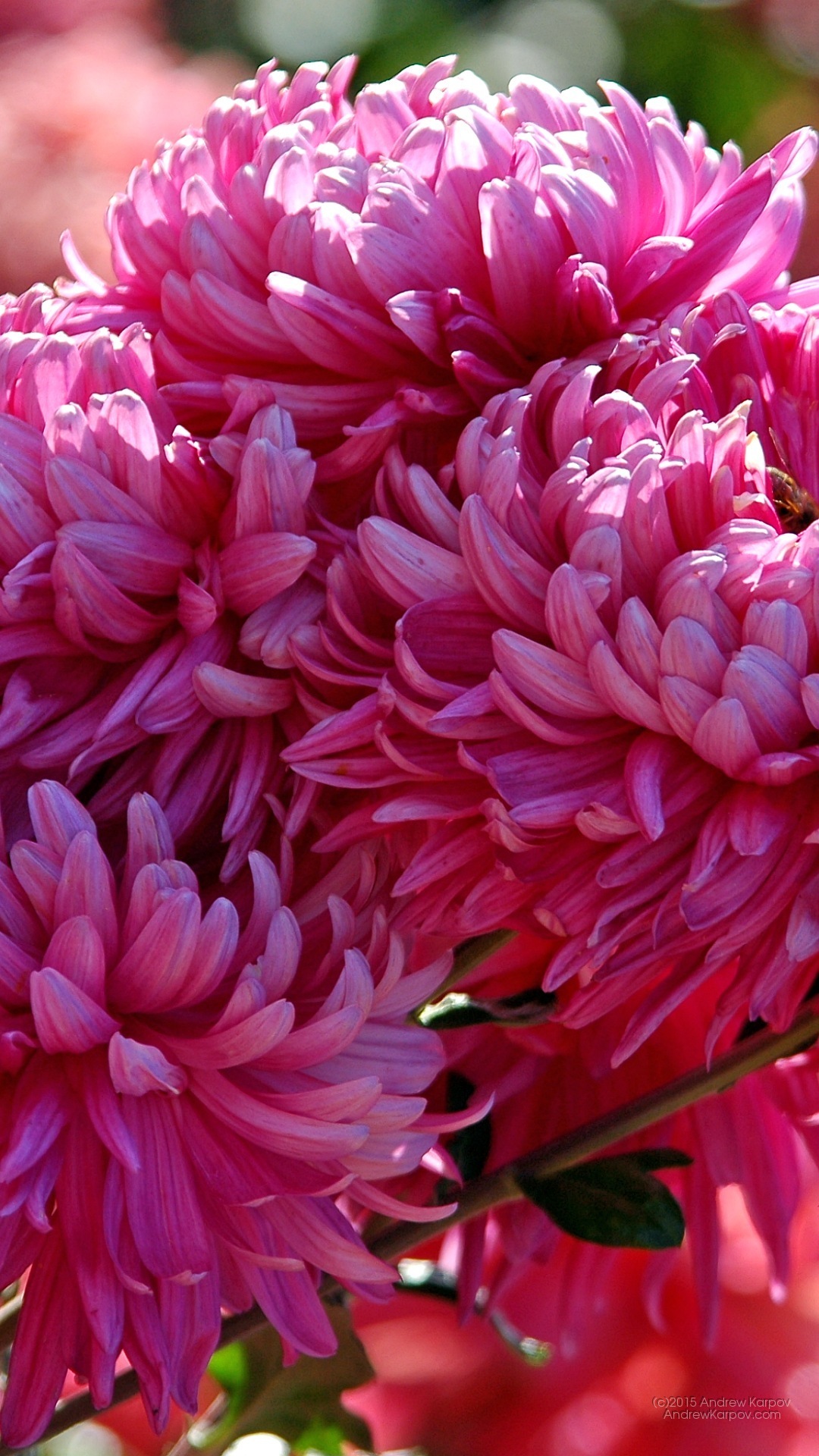 Iphone 6s Plus - Wallpaper - HD Wallpaper 