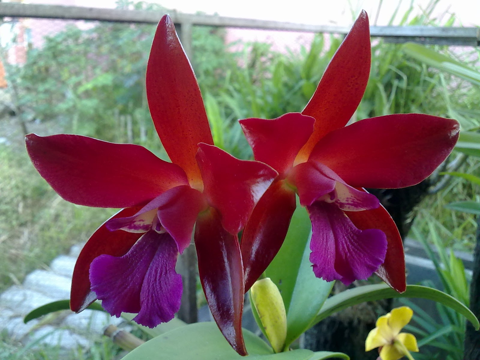 Anggrek Merah, Manfaat Anggrek Merah, Khasiat Anggrek - Macam Jenis Anggrek Cattleya - HD Wallpaper 