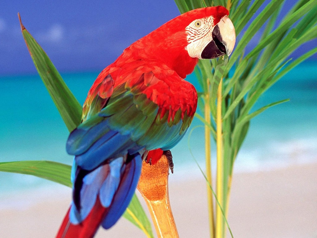 Tropical Parrot - HD Wallpaper 