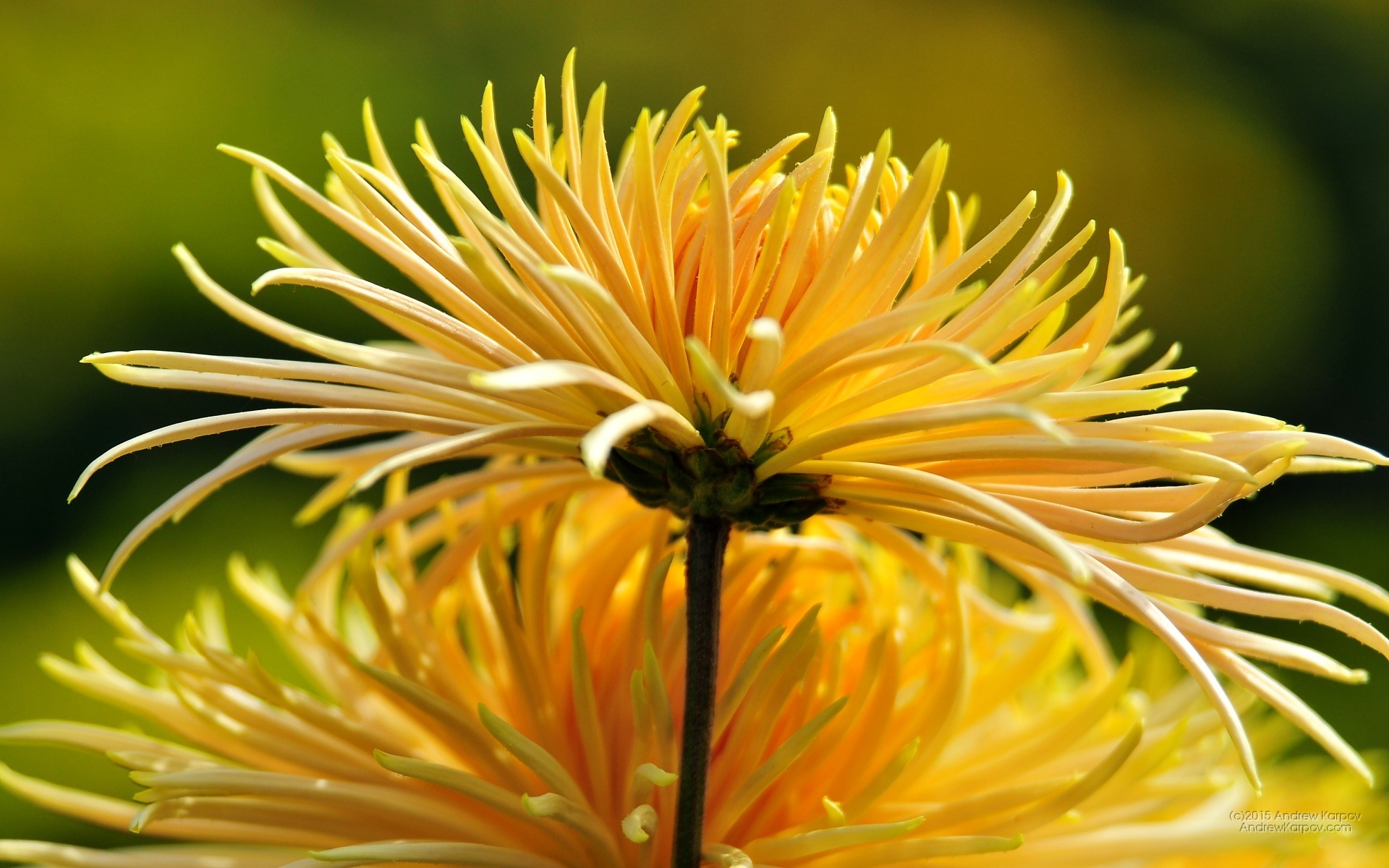 Latar Belakang Percuma Desktop Beauteous - Imagini Crizanteme - HD Wallpaper 