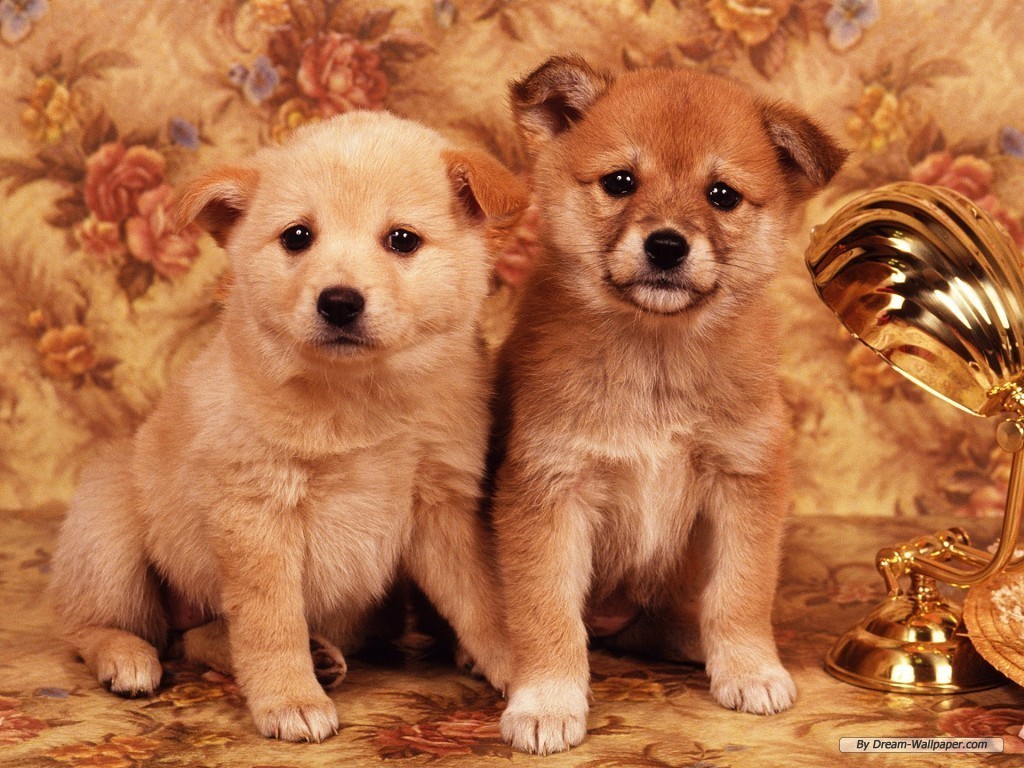 Puppy Karatasi La Kupamba Ukuta - Dog Image Free Dowonlod - HD Wallpaper 