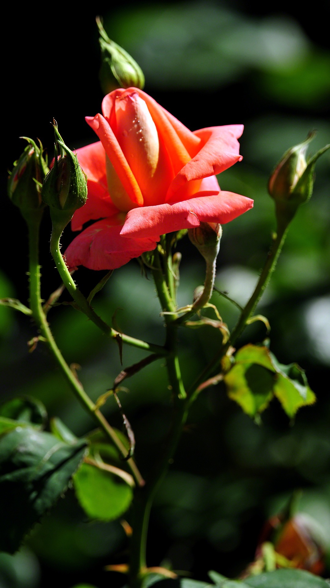 Wallpaper Untuk Desktop - Wallpaper - HD Wallpaper 