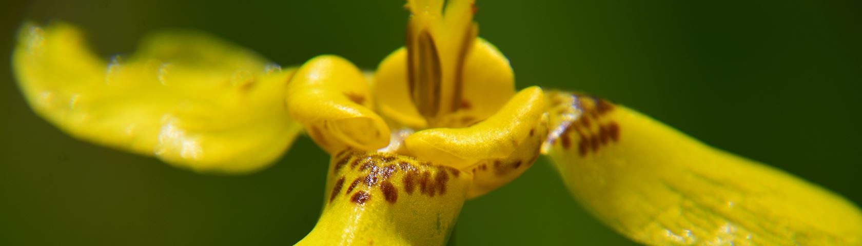 Anggrek Tanah - Lily Family - HD Wallpaper 