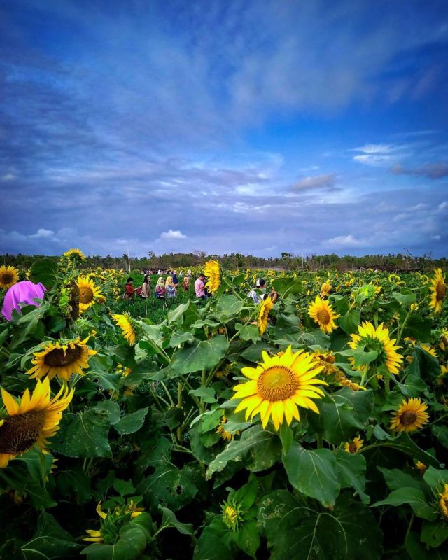 Kebun Bunga Matahari Di Bantul - HD Wallpaper 