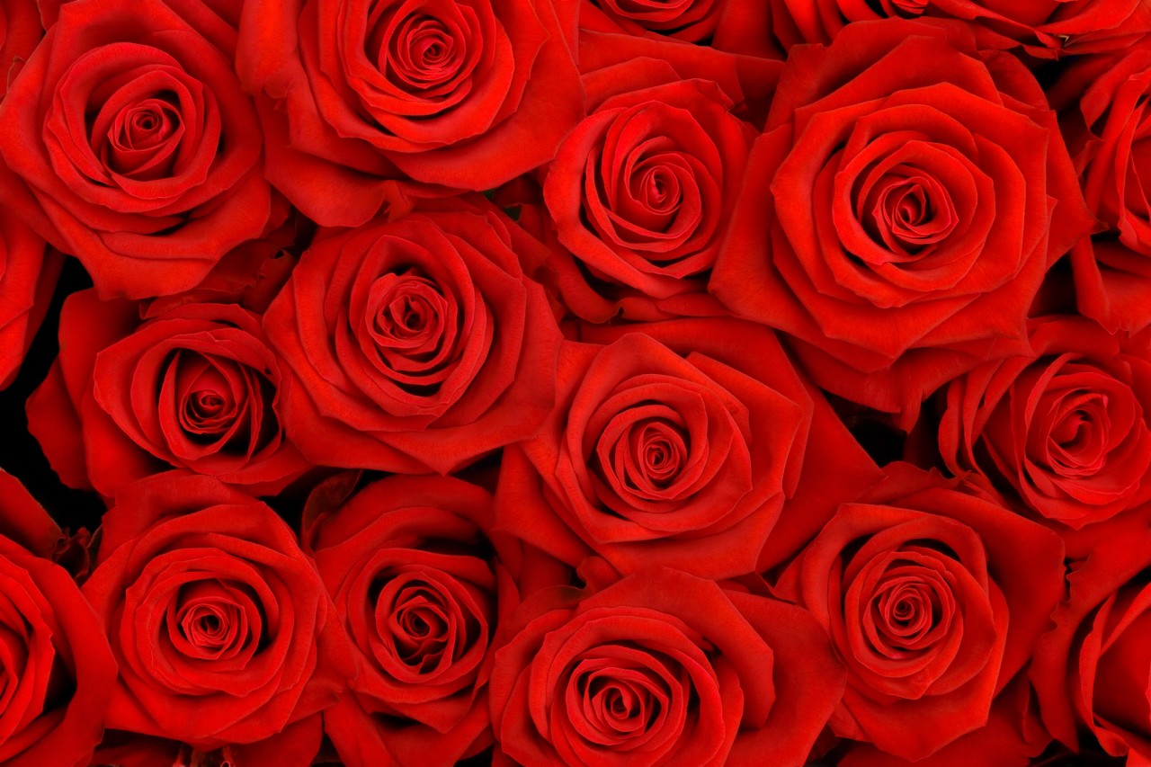 Background Red Roses - HD Wallpaper 