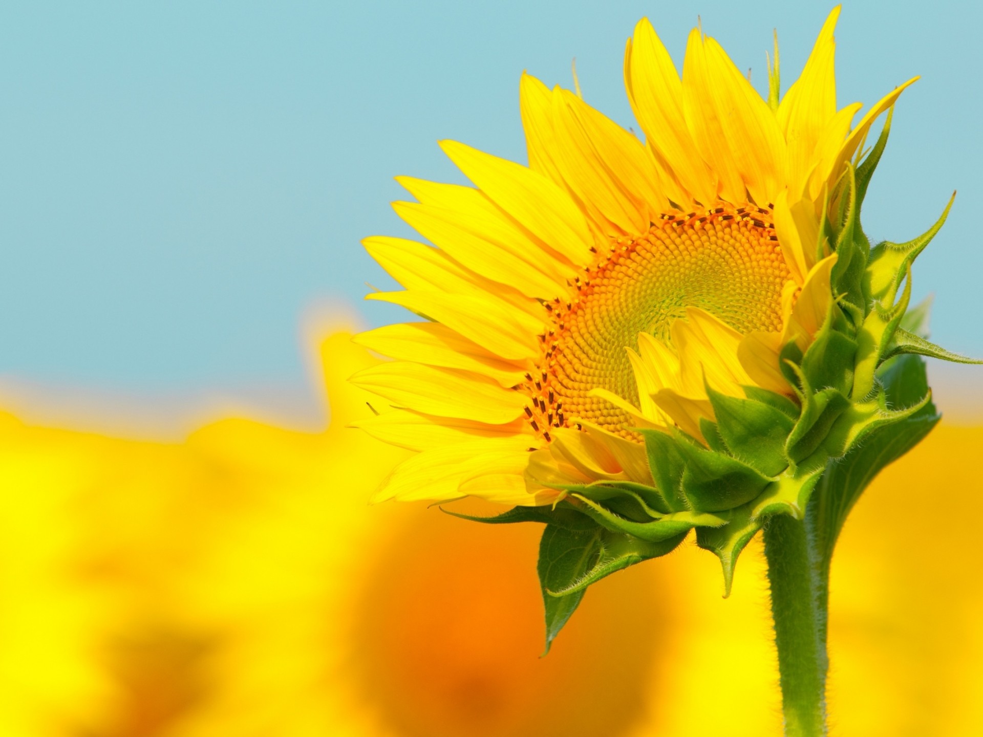 Iphone 6 Sunflower Wallpaper Hd - HD Wallpaper 