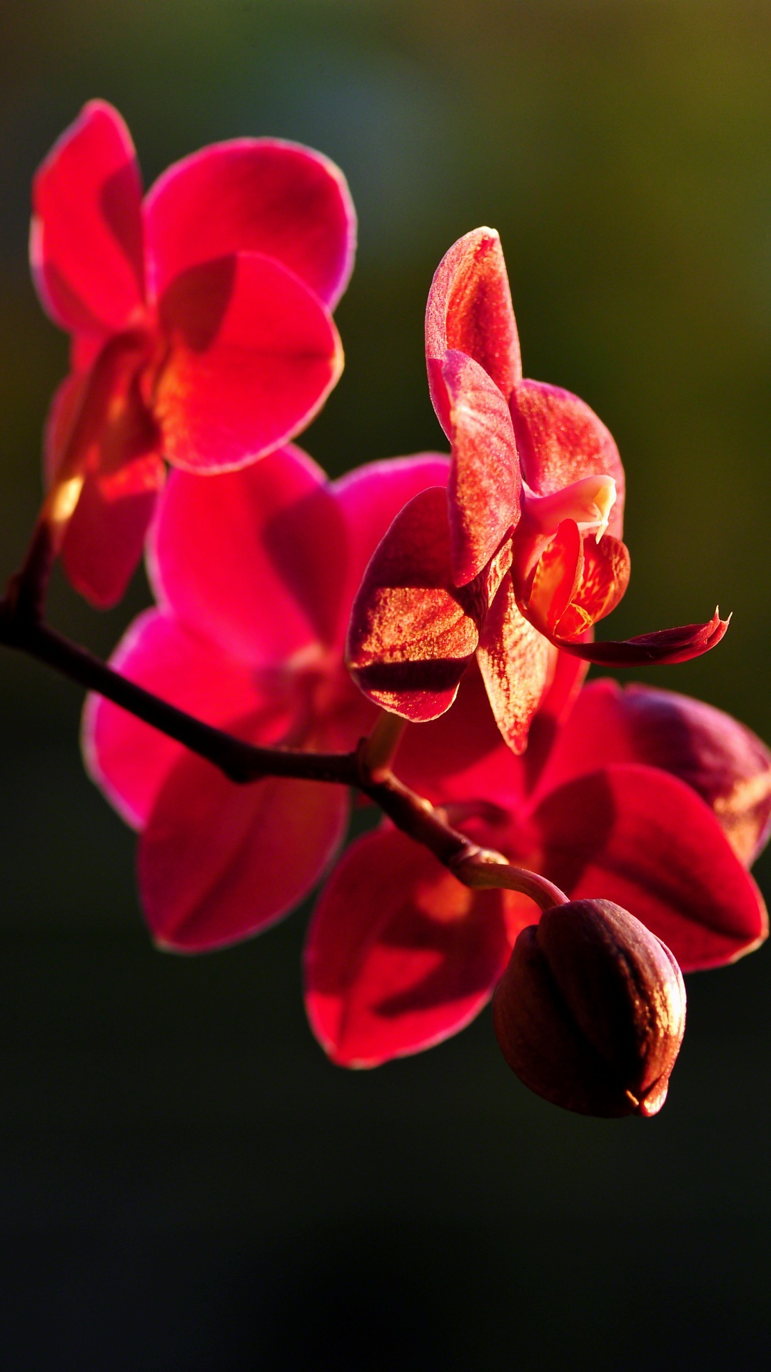 Desktop Wallpaper Foto - Fona Attēli Mobilajam Telefonam Fish - HD Wallpaper 