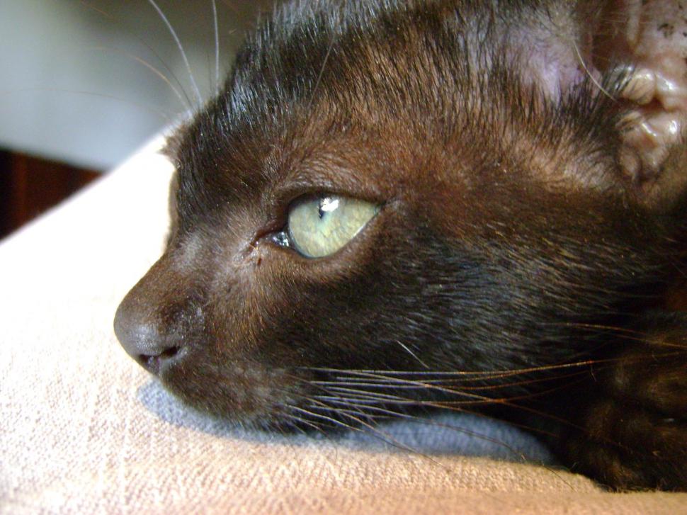 Gato Preto Wallpaper,nice Hd Wallpaper,black Hd Wallpaper,animals - Black Cat - HD Wallpaper 