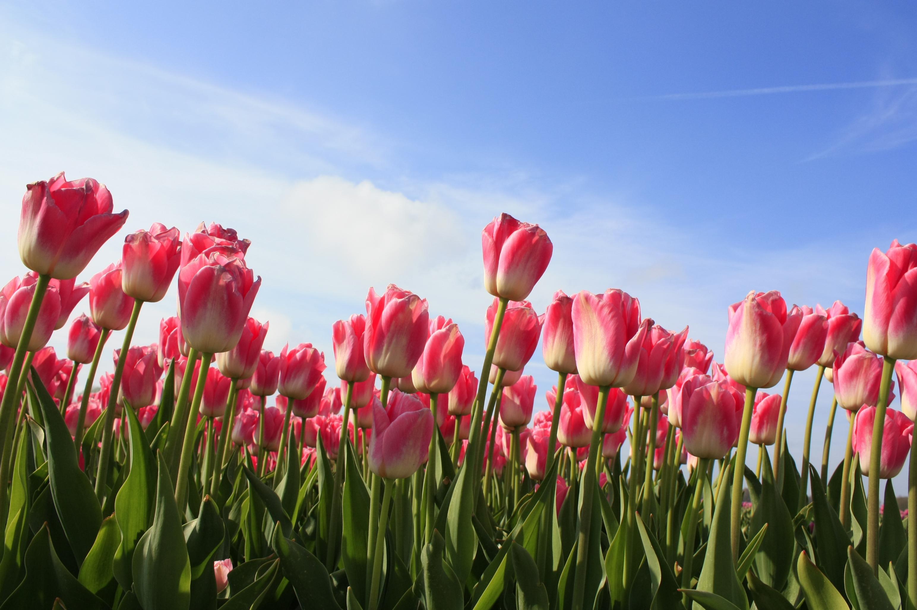 Wallpaper Bunga Tulip - 꽃 고화질 배경 화면 - HD Wallpaper 