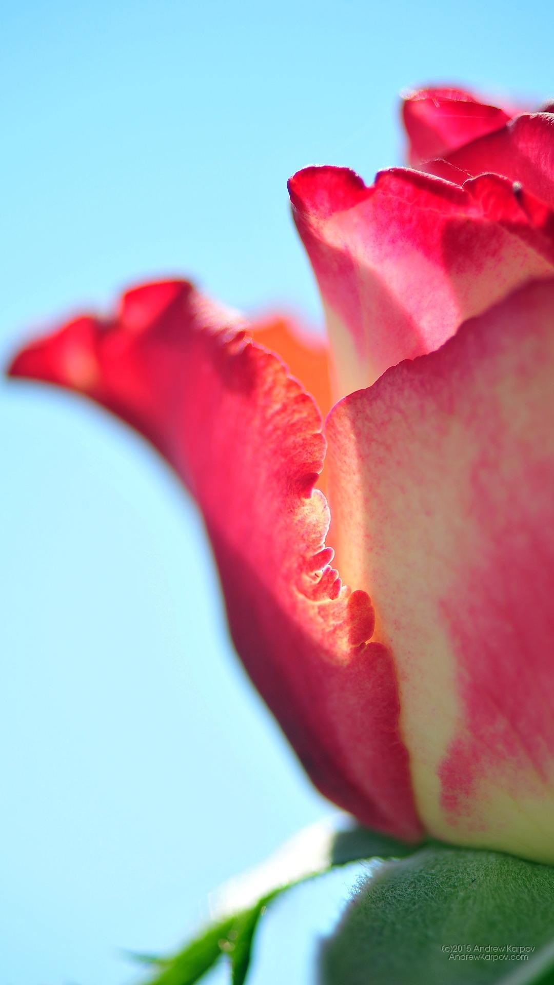 Iphone 6s Plus - Mobile Phone - HD Wallpaper 