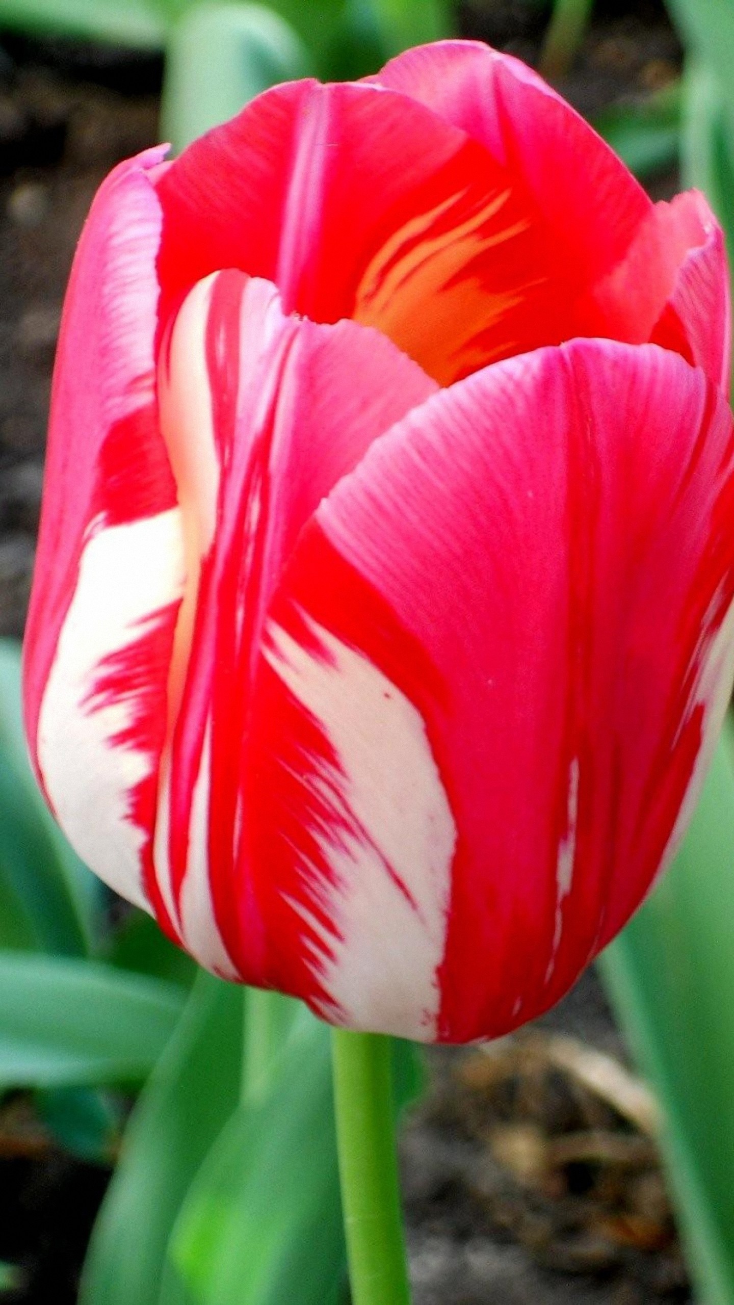 1440x2560, Hd Colorful Tulip Flower Samsung Galaxy - Flower Hd Picture For Samsung Galaxy A7 Nature - HD Wallpaper 