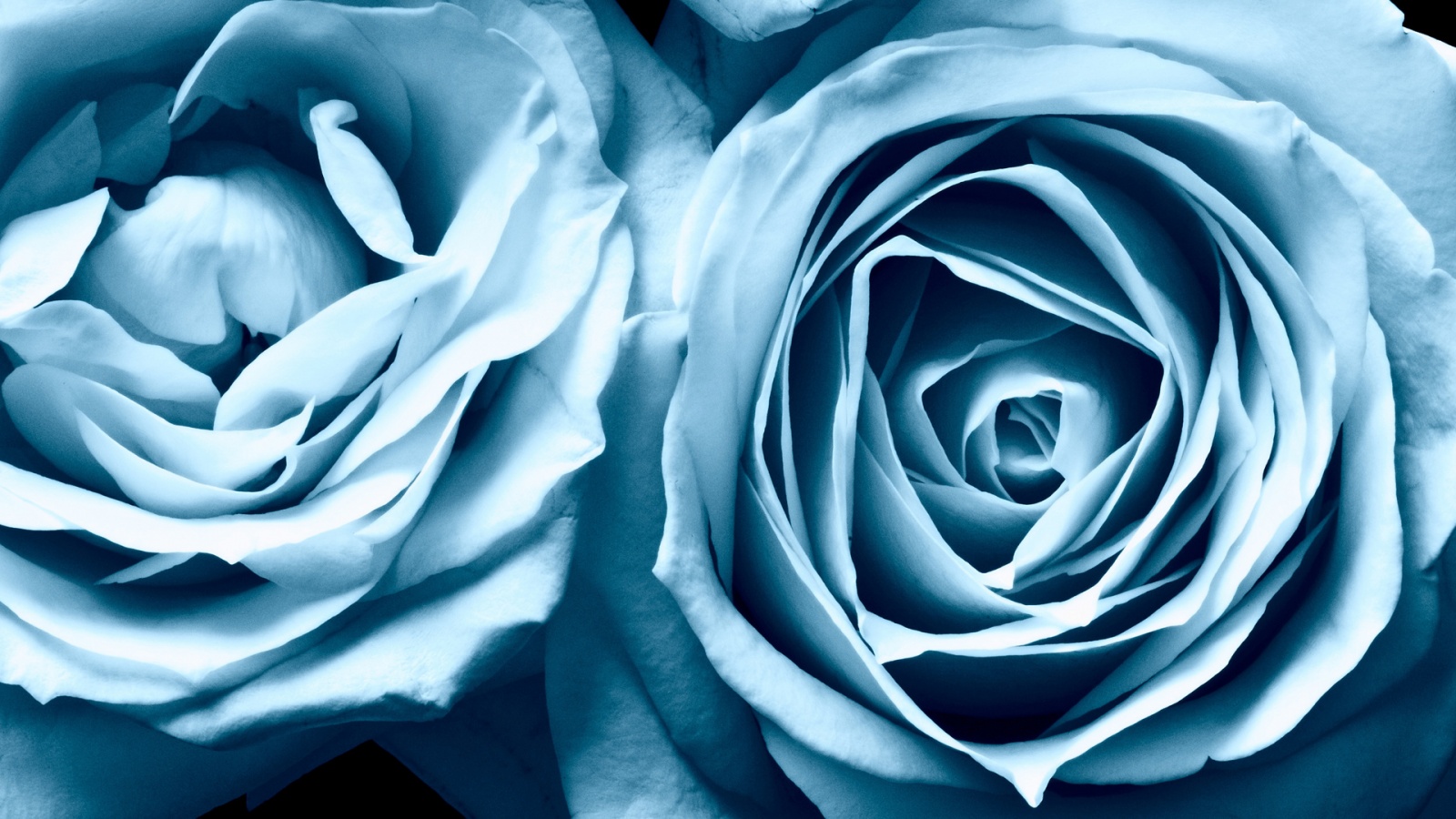 Wallpaper Berukuran Besar Burung Cendrawasih Mahkota - Light Blue Roses - HD Wallpaper 