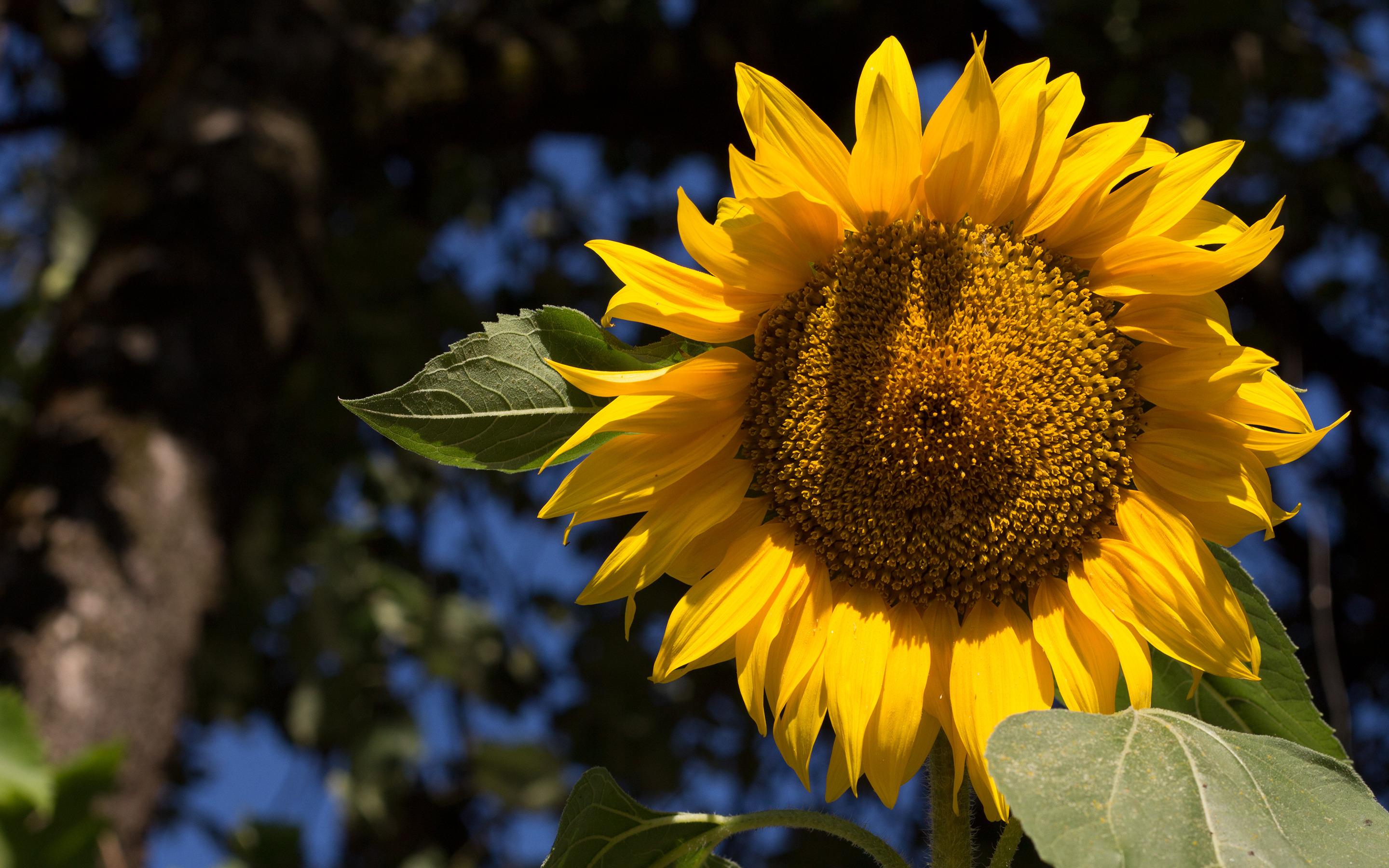 Hd Sunflower In The Afternoon Light Wallpaper - Gambar Hd Bunga Matahari - HD Wallpaper 