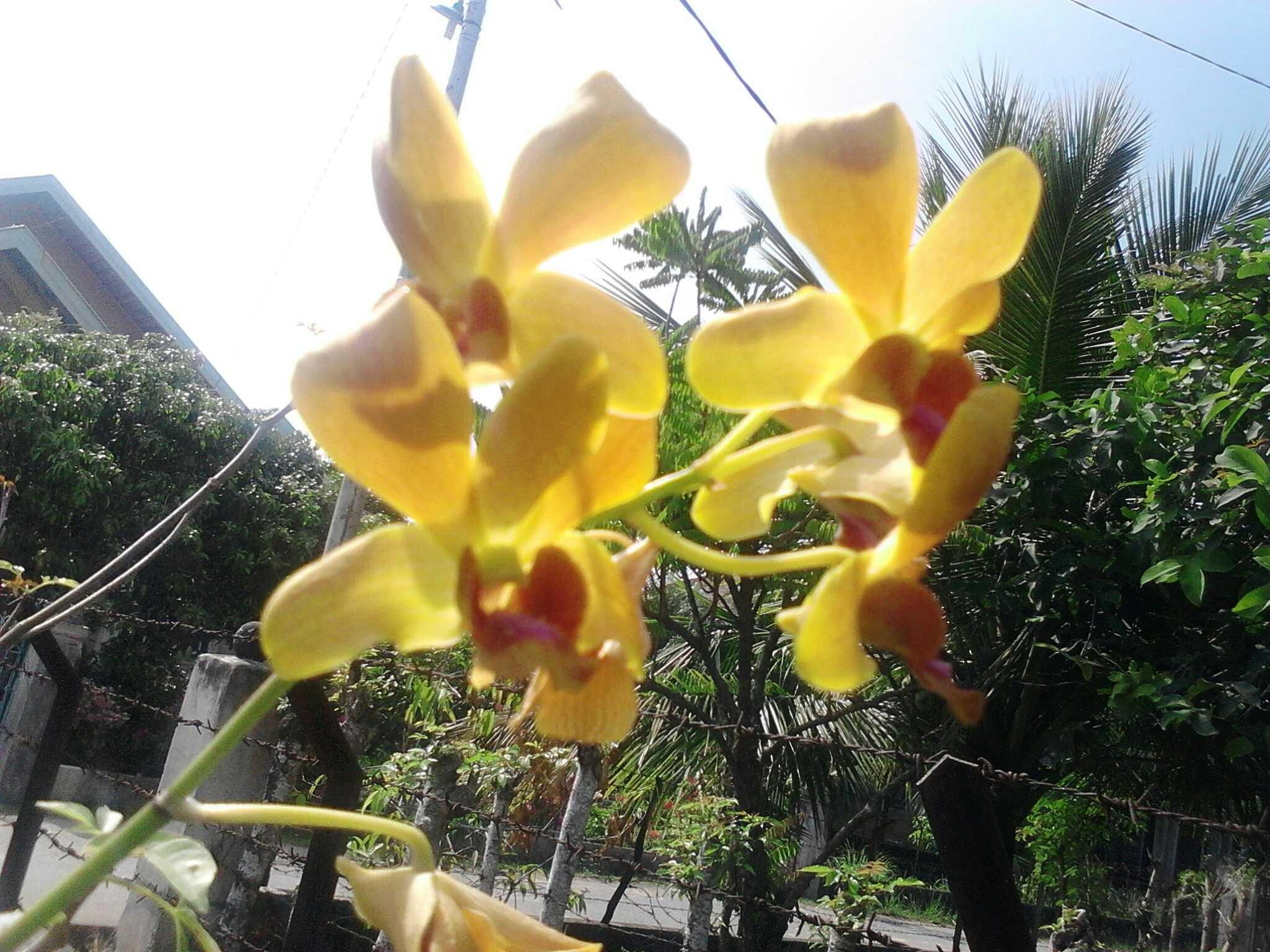 Image - Cattleya Elongata - HD Wallpaper 