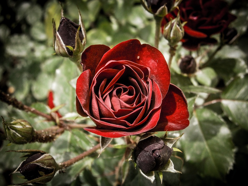 Bunga Mawar Merah Darah - HD Wallpaper 