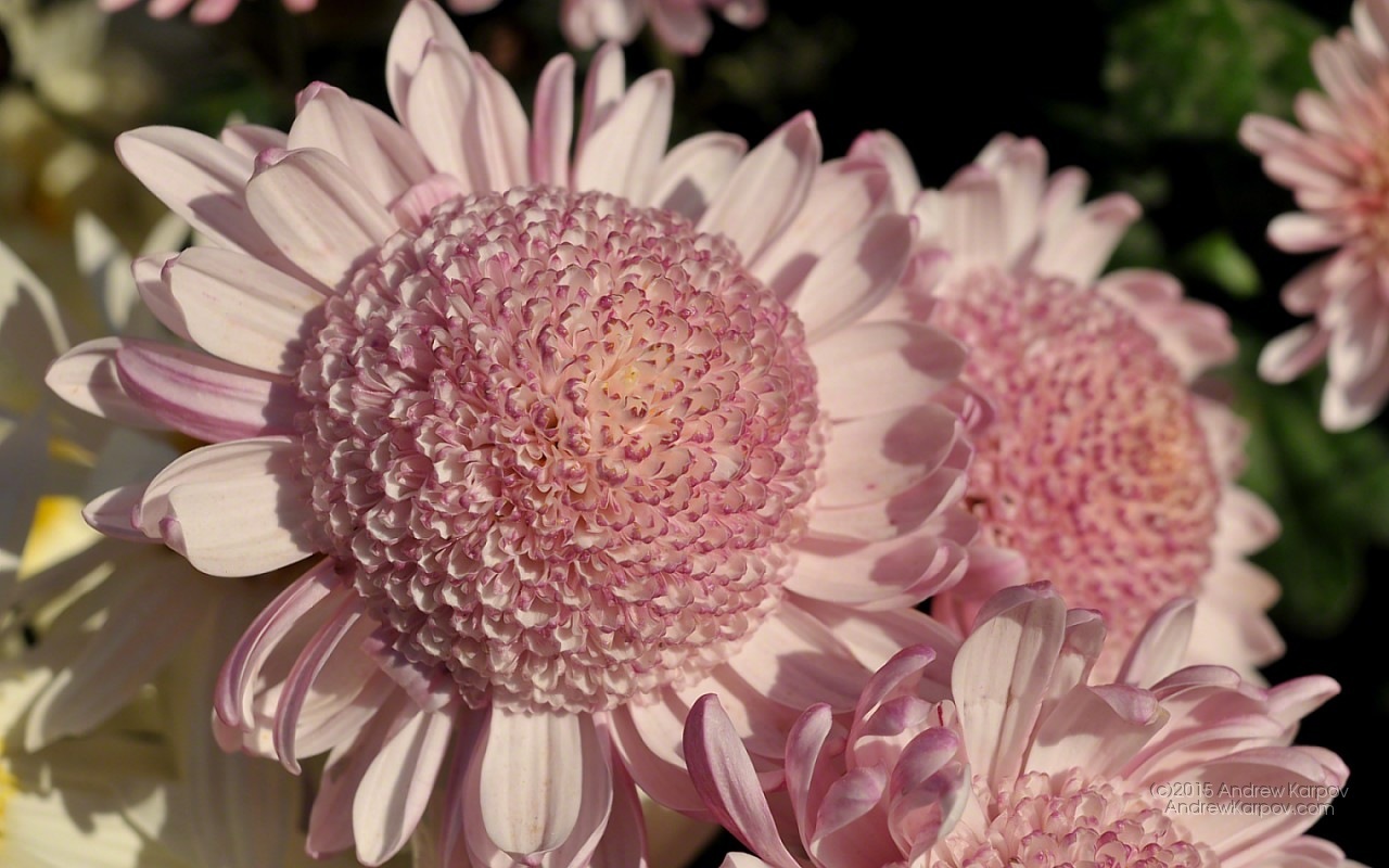 Gambar Kertas Dinding Percuma - Wallpaper - HD Wallpaper 