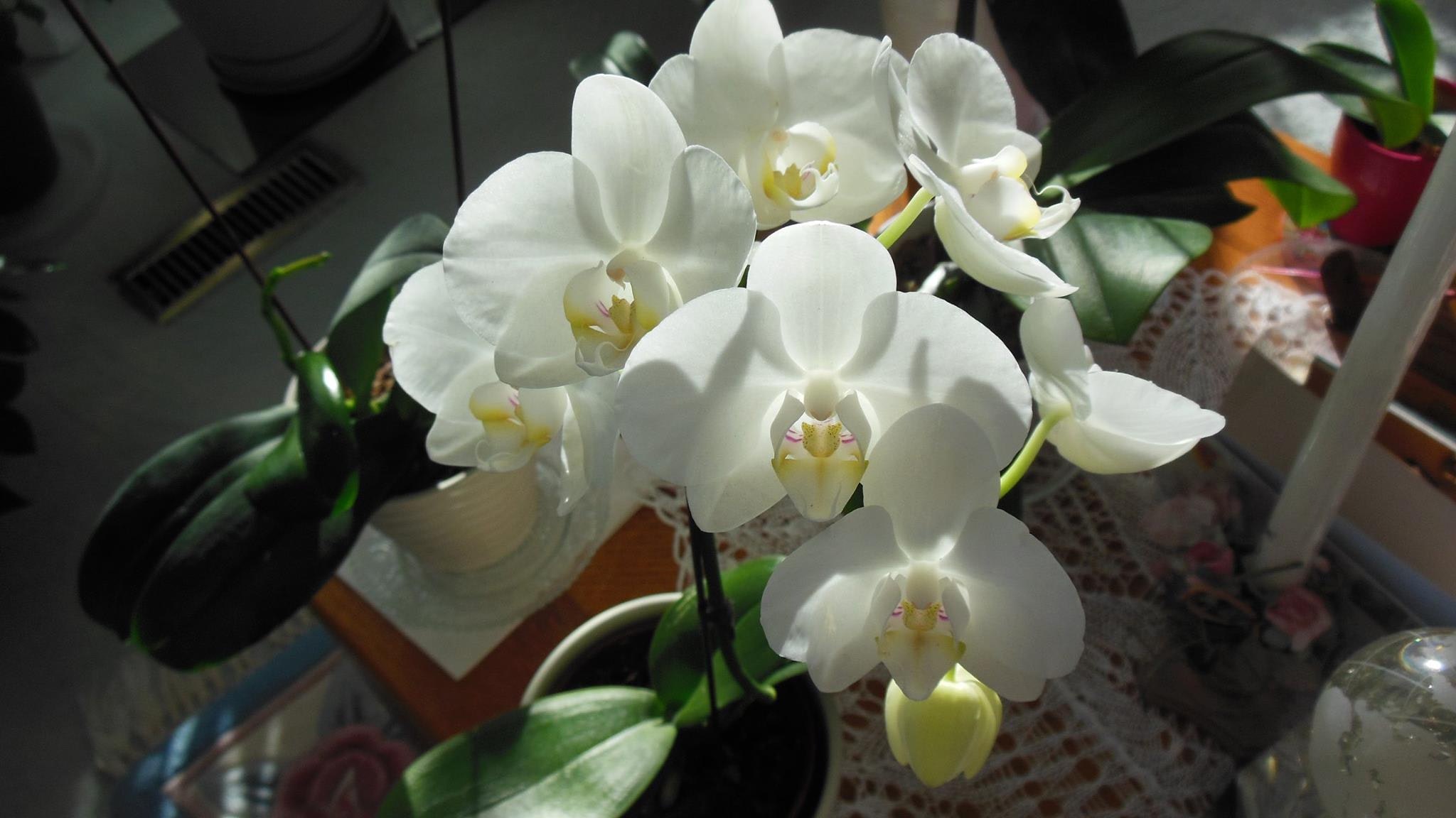 Moth Orchid - HD Wallpaper 