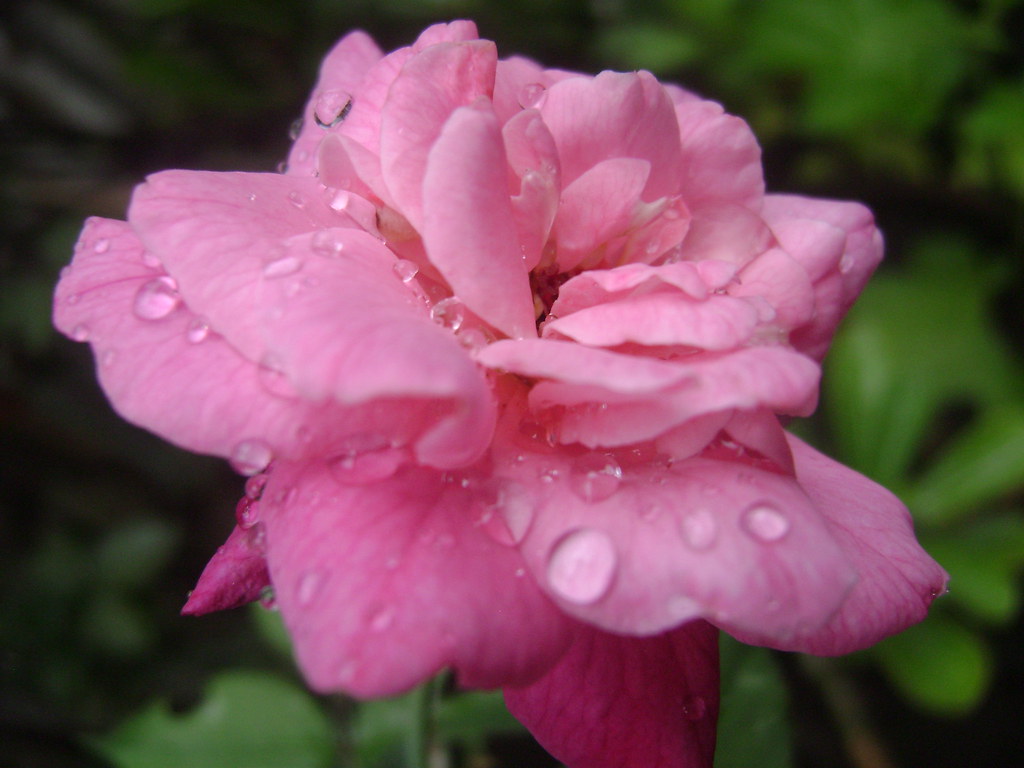 Evergreen Rose - HD Wallpaper 