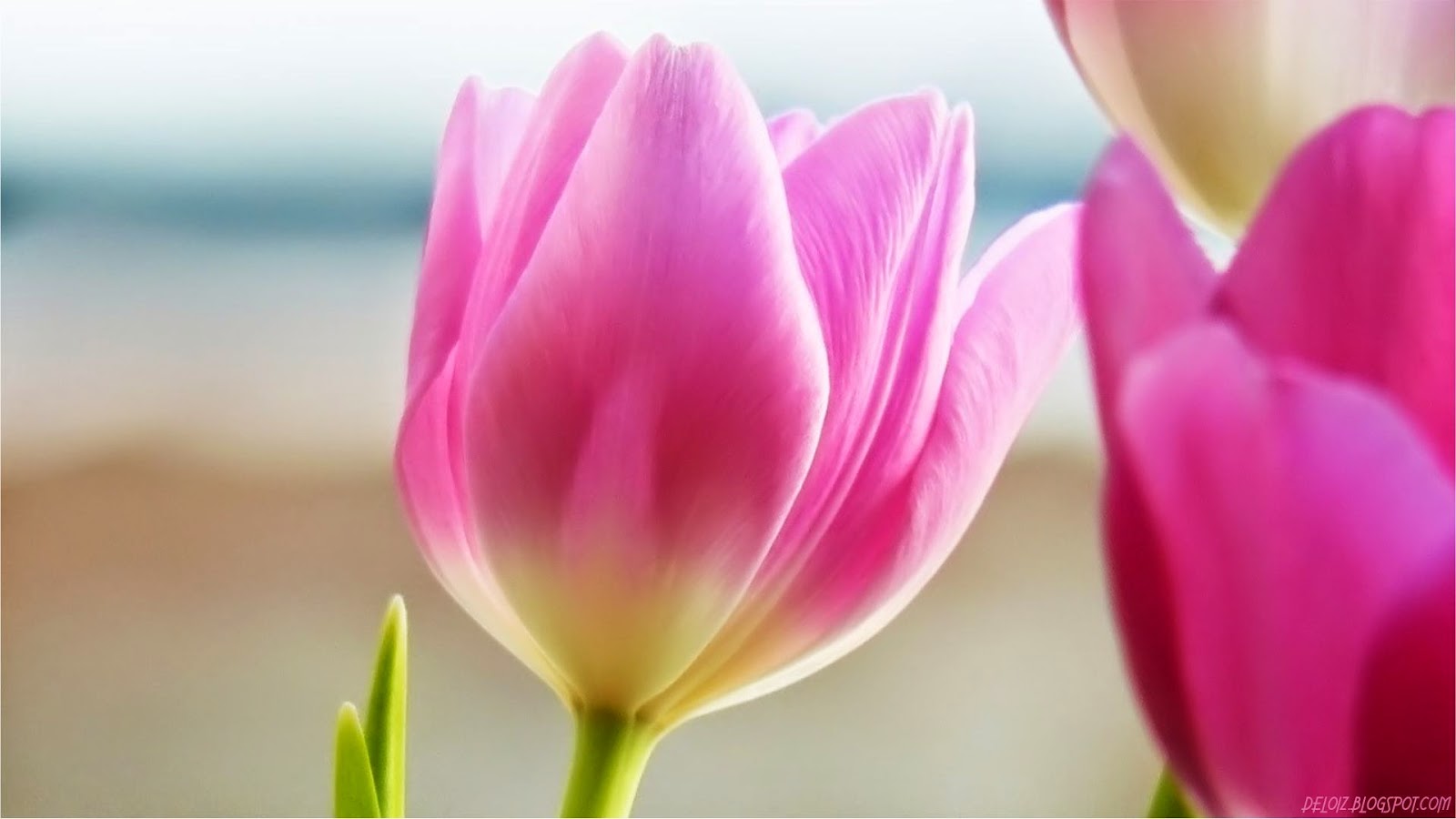 Wallpaper Bunga Tulip Pink Kumpulan Wallpaper Hd Terbaru - HD Wallpaper 