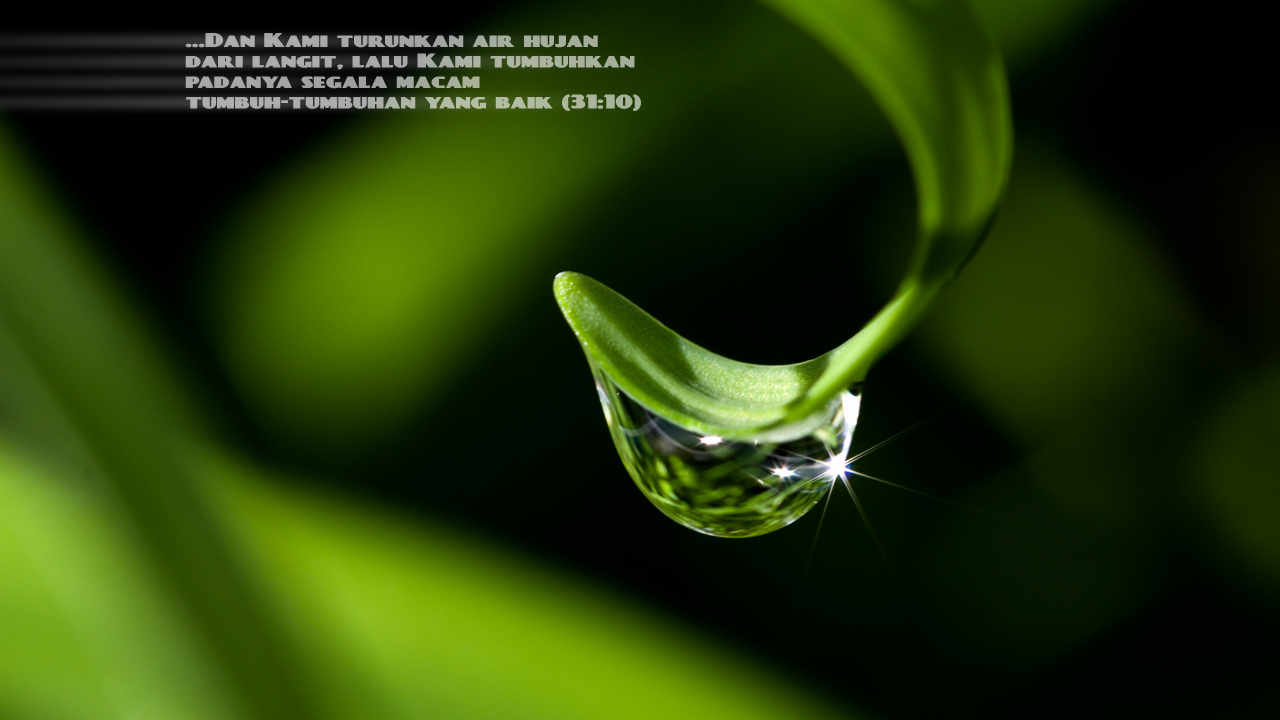 Macro Photography - HD Wallpaper 