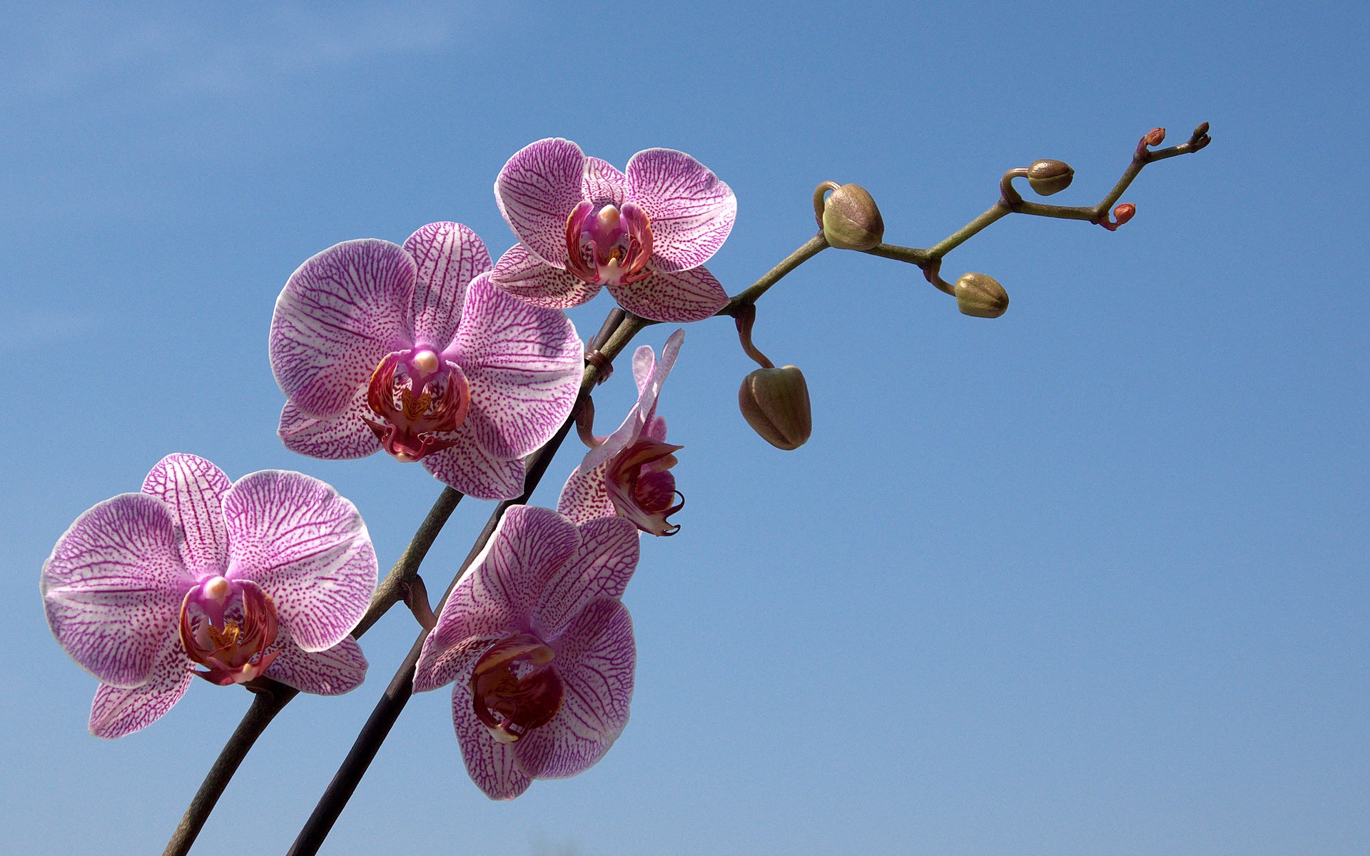 Orchid - HD Wallpaper 