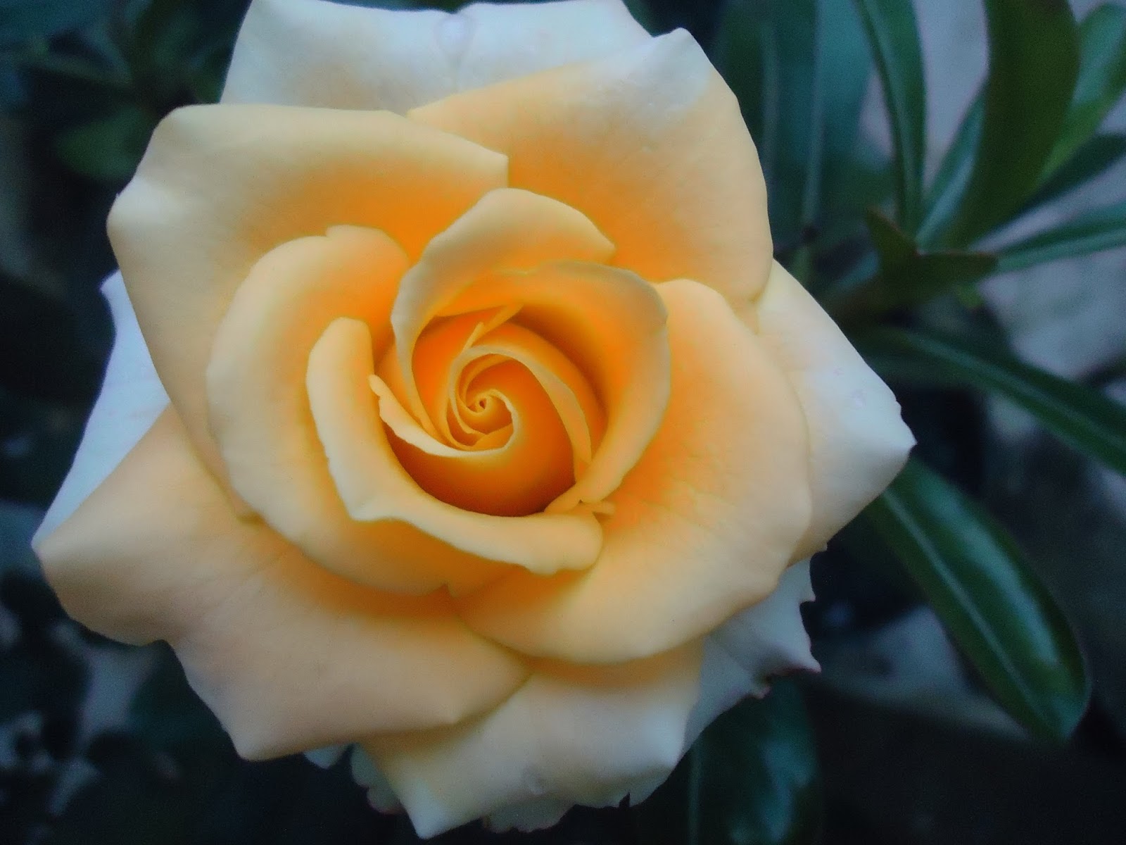 Bunga Mawar Yang Romantis - HD Wallpaper 