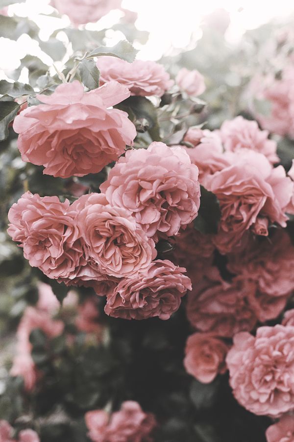 Pink Flower Aesthetic - HD Wallpaper 