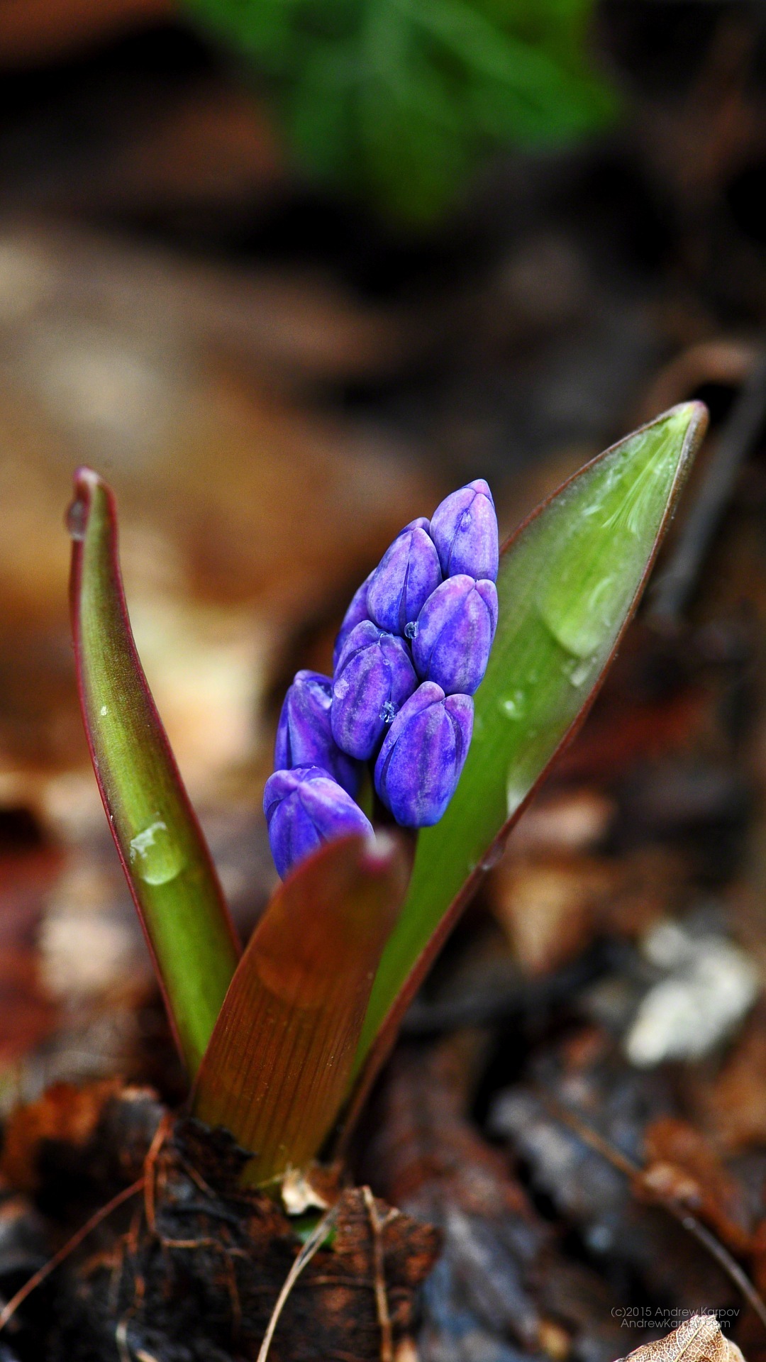 Iphone 6s Plus - Wallpaper - HD Wallpaper 