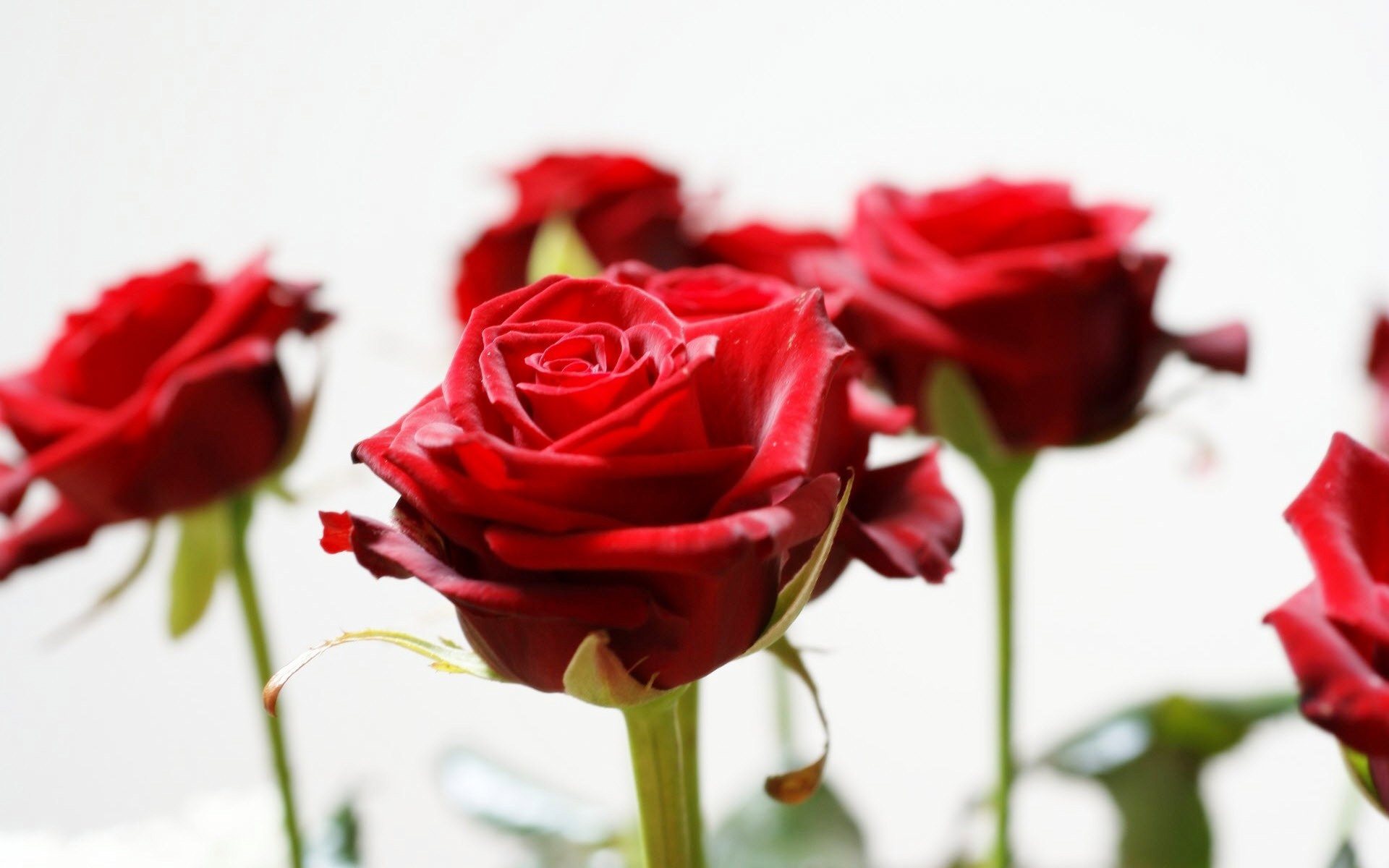 Today Is Rose Day - HD Wallpaper 