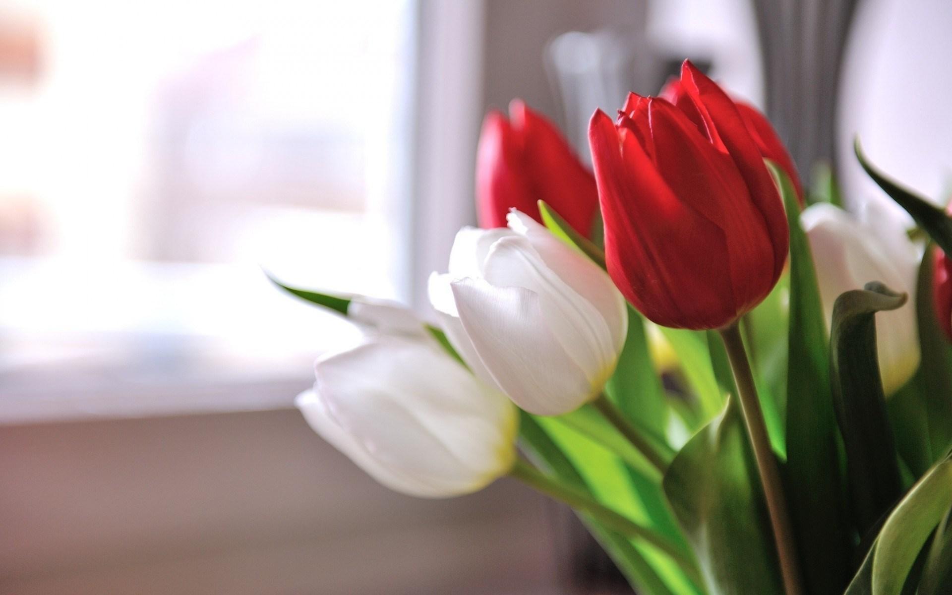 Flowers Tulips Red White - Tulipanes Rojos Y Blancos - HD Wallpaper 