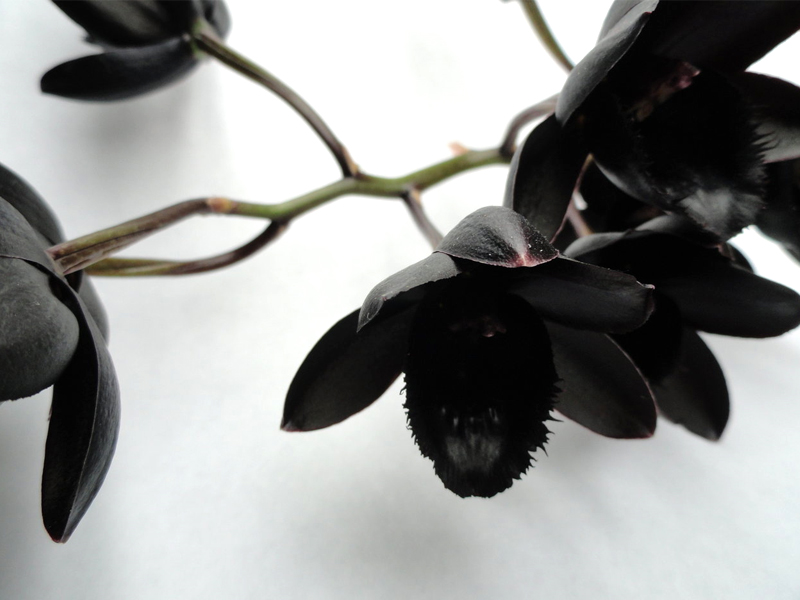 Black Orchid - HD Wallpaper 