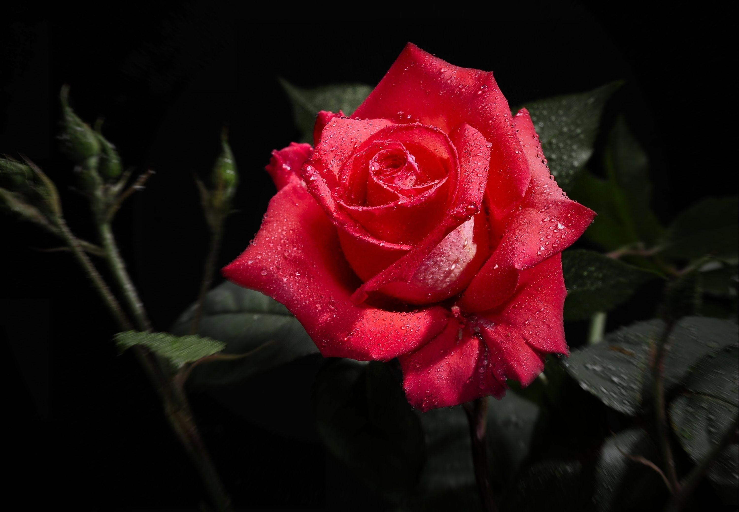 Rose Hd - HD Wallpaper 