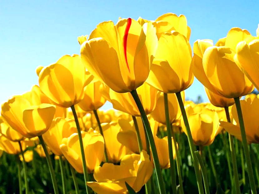 Tulips Sample - HD Wallpaper 