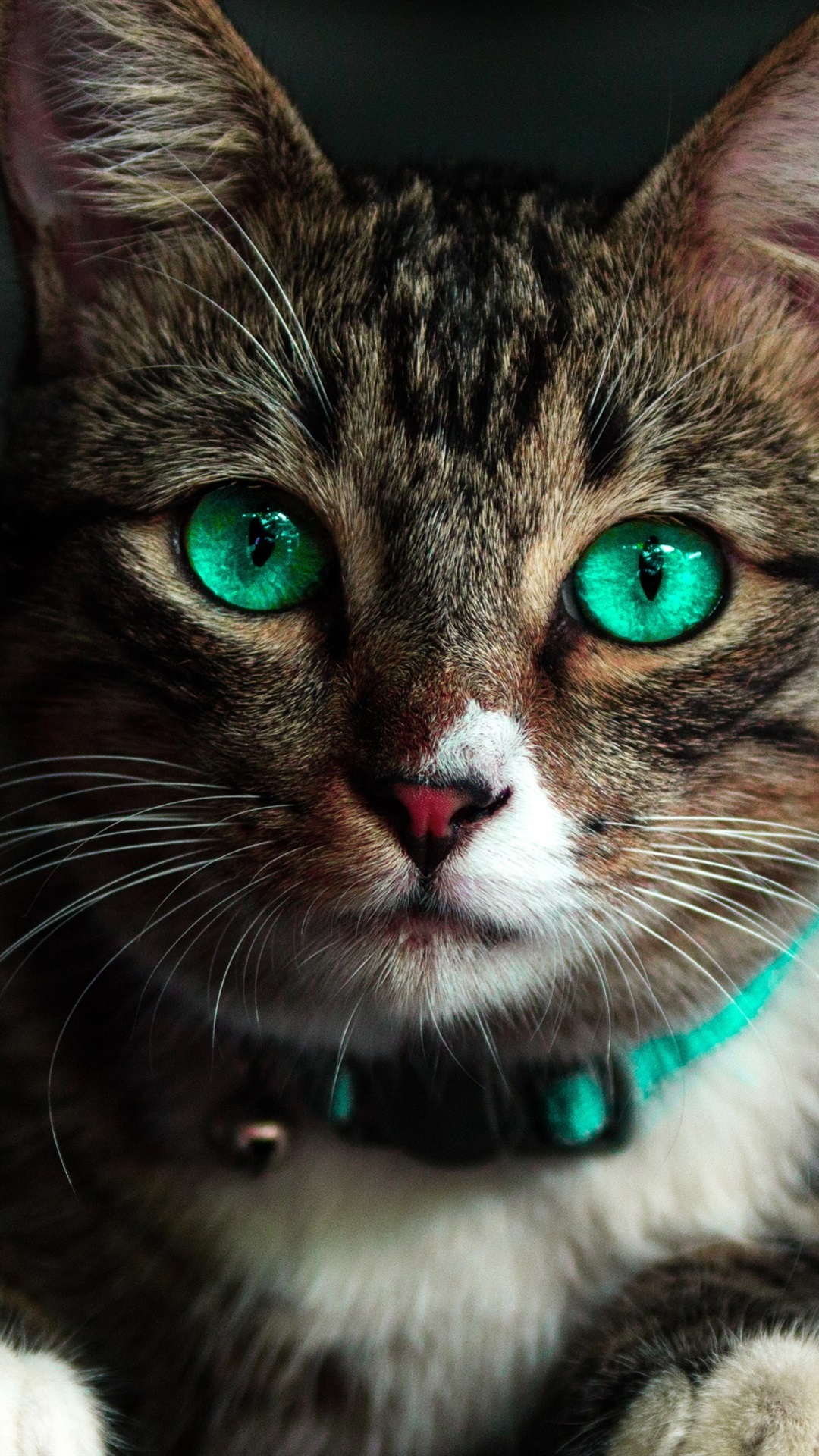 Cat Wallpaper For Android - HD Wallpaper 