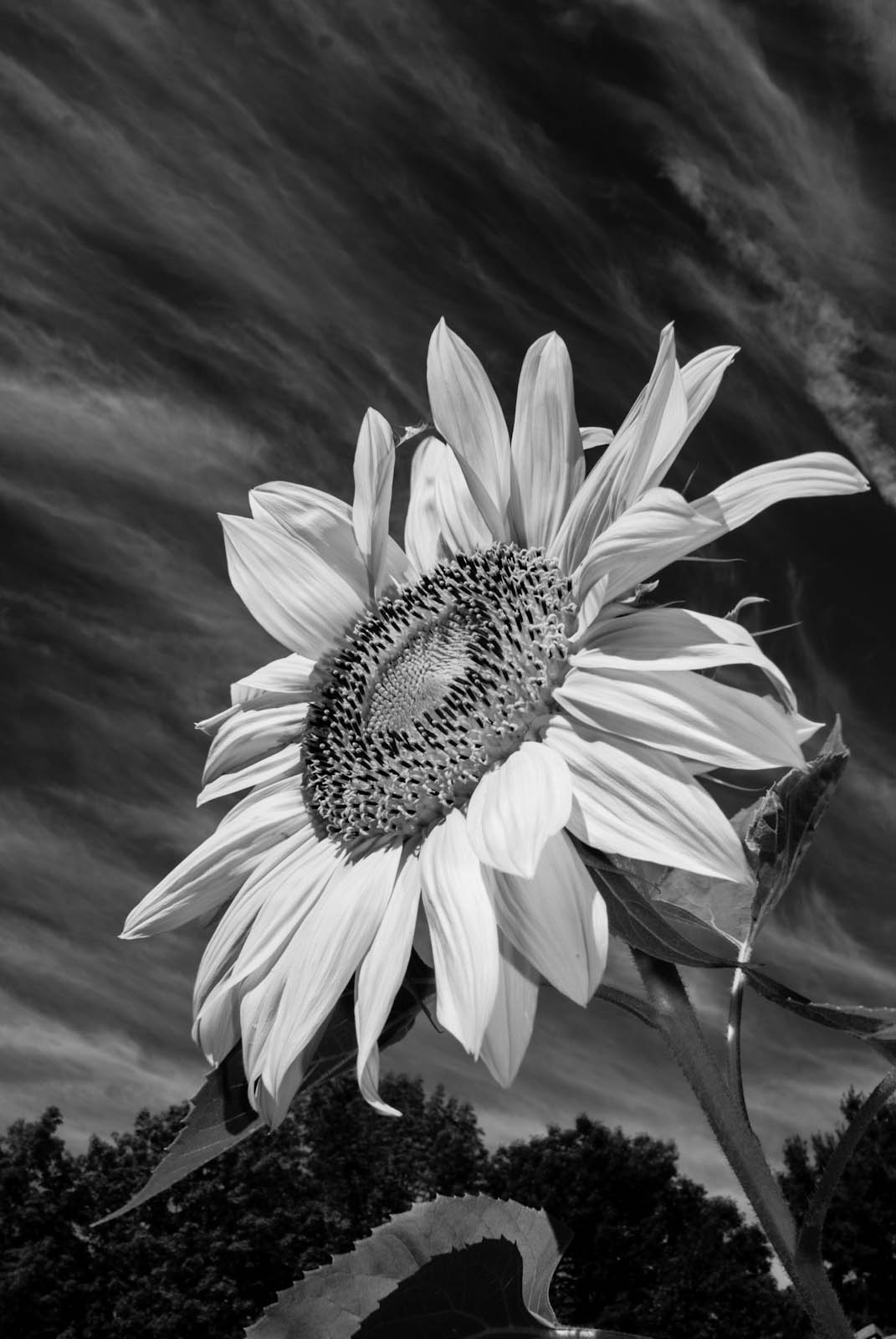 Black And White - Sunflower Photography Black And White - HD Wallpaper 