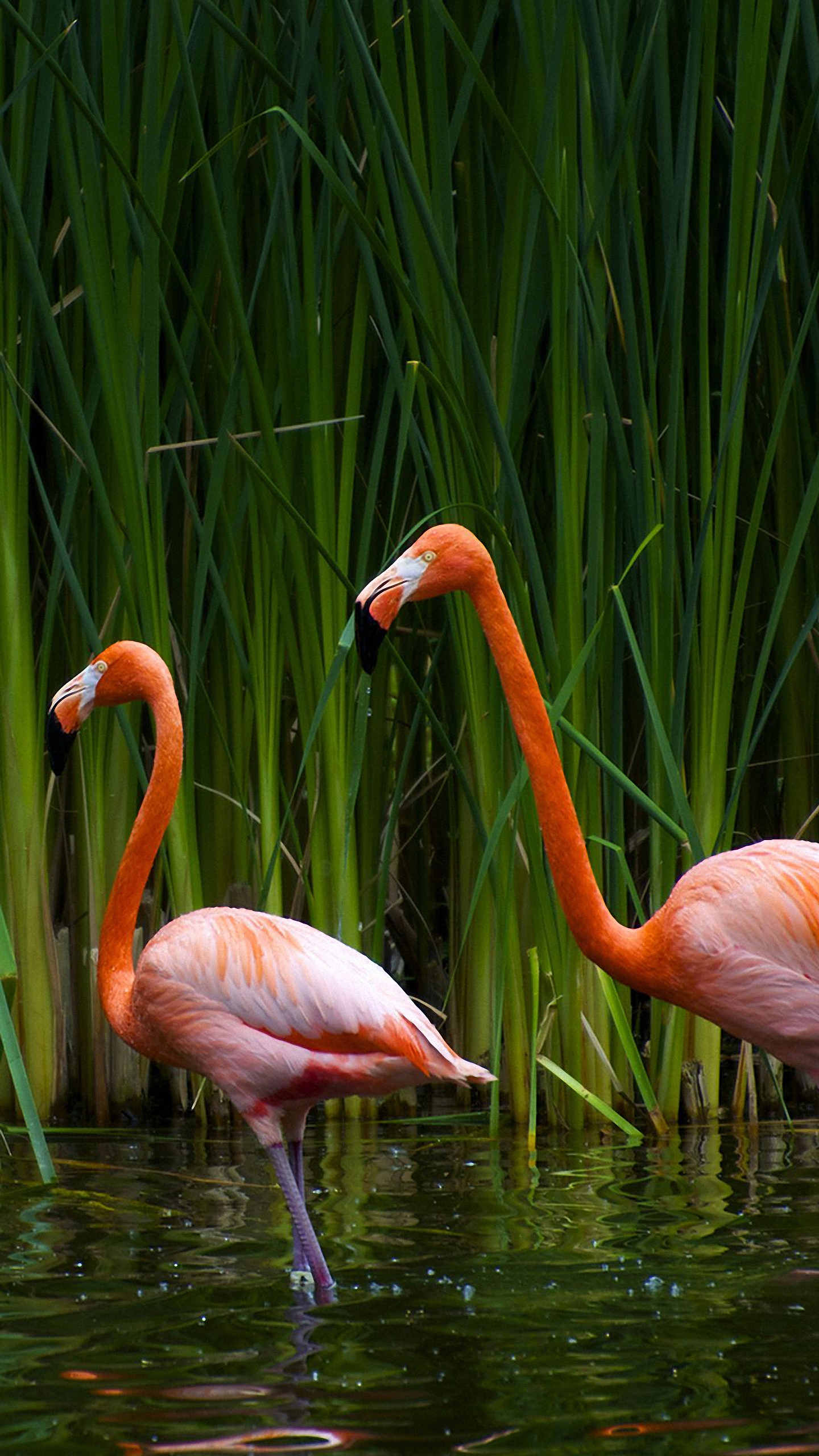 Hd Flamingos Grass Galaxy S6 Edge Wallpapers - Flamingos 2560 X 1080 - HD Wallpaper 