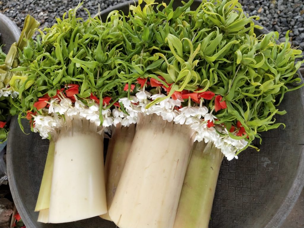 Ice Plant Family - HD Wallpaper 