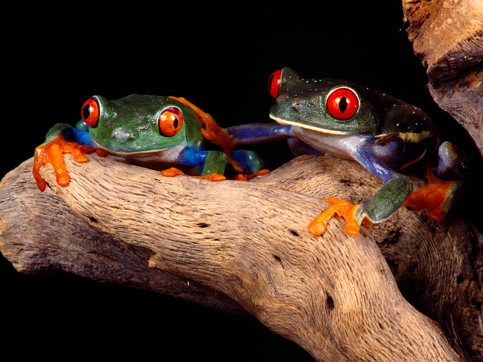 Two Frogs Wallpaper - Stunning Beautiful Animal Photography - HD Wallpaper 