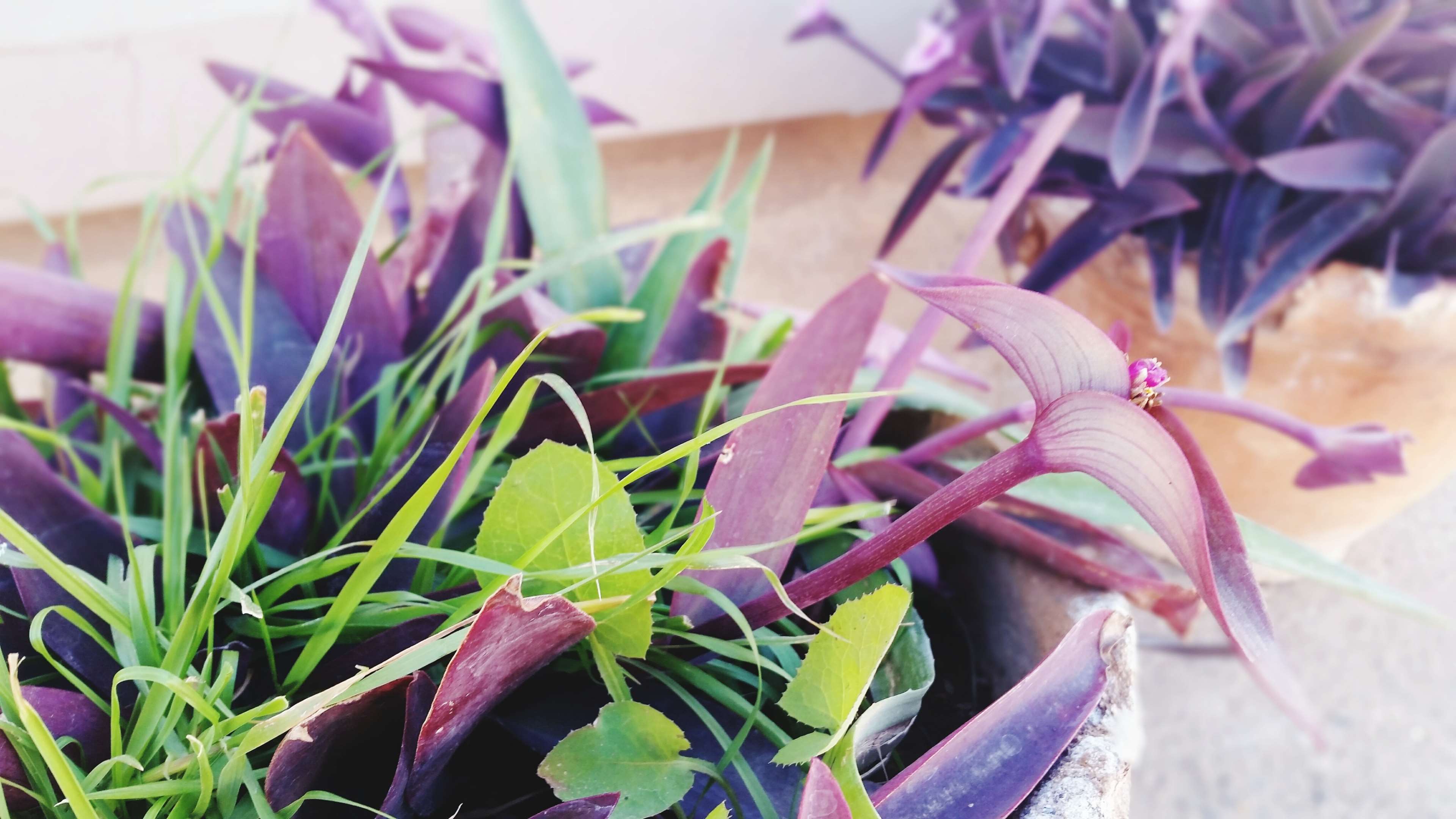 Tumbuhan Akuatik, Alam Semula Jadi, Fotografi Alam - Acianthera Pectinata - HD Wallpaper 