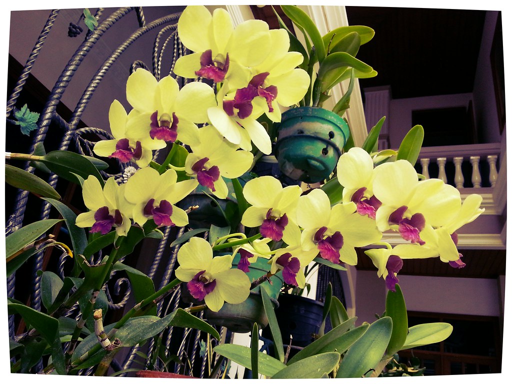 Christmas Orchid - HD Wallpaper 