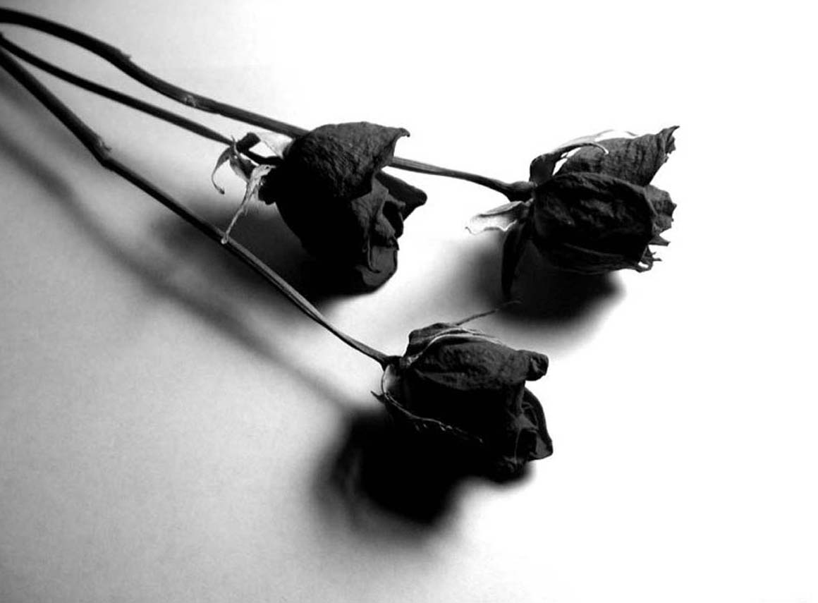 Why Me Rose Dried - Black Roses - HD Wallpaper 