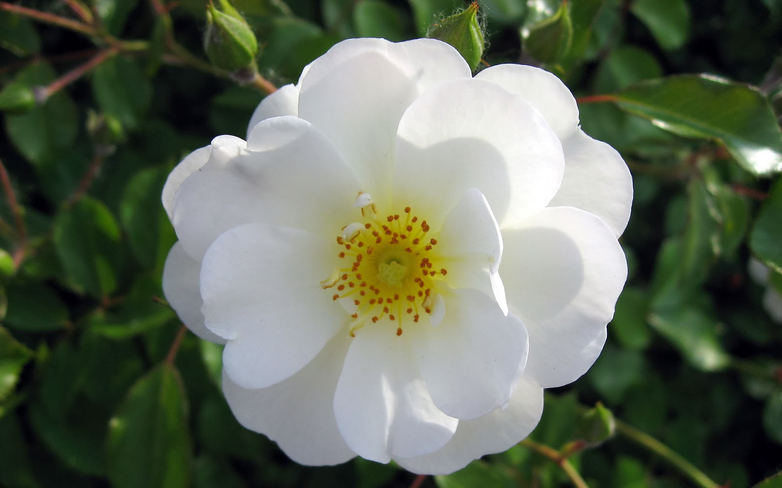 White Wild Rose Flower - HD Wallpaper 