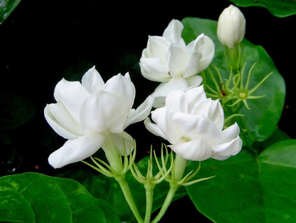 Jasminum Sambac - HD Wallpaper 