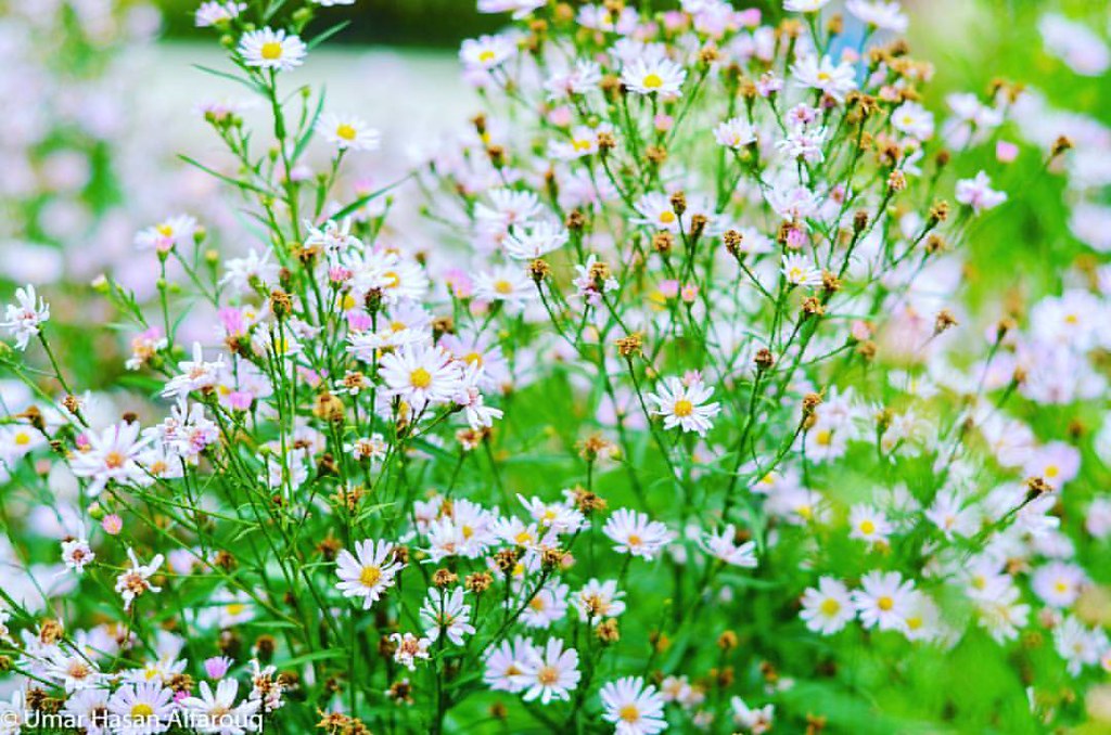 Camomile - HD Wallpaper 