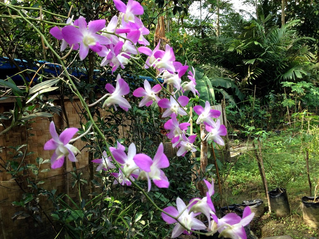 Moth Orchid - HD Wallpaper 