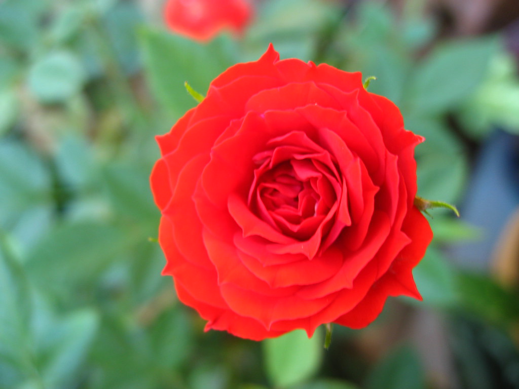 Garden Roses - HD Wallpaper 